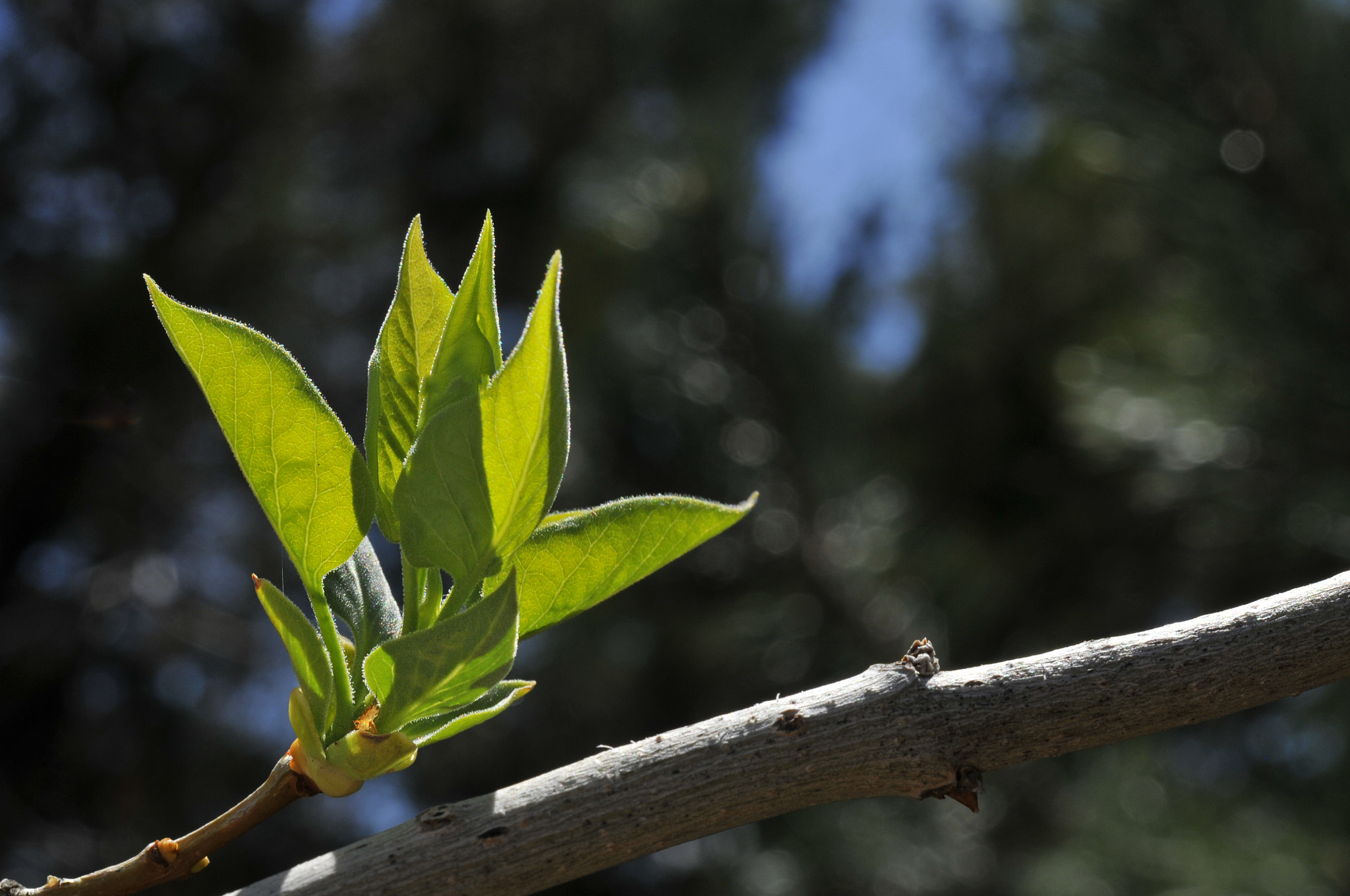 Nikon AF-S Micro-Nikkor 60mm F2.8G ED sample photo. New leaves photography