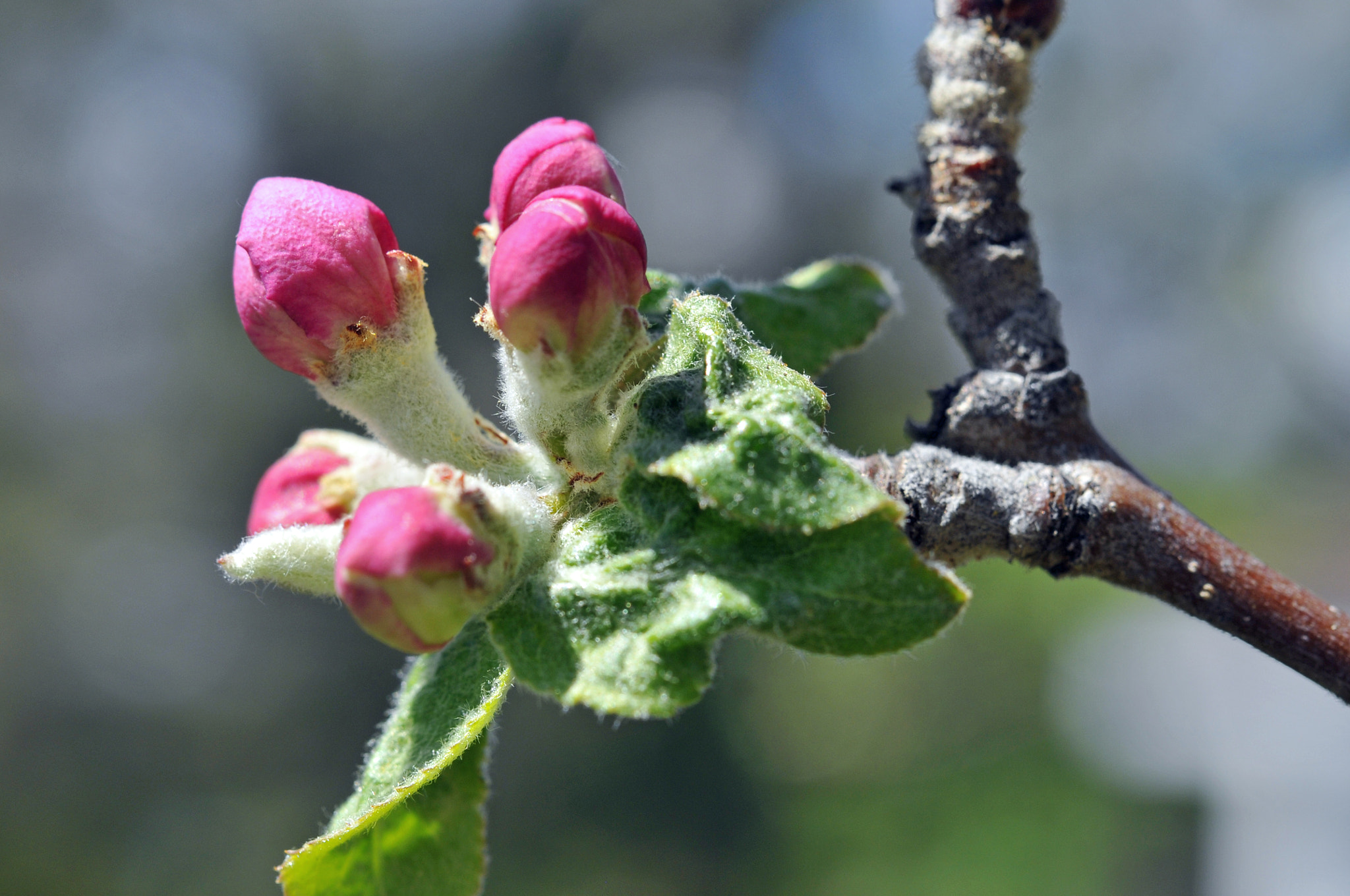 Nikon AF-S Micro-Nikkor 60mm F2.8G ED sample photo. Hey buds photography