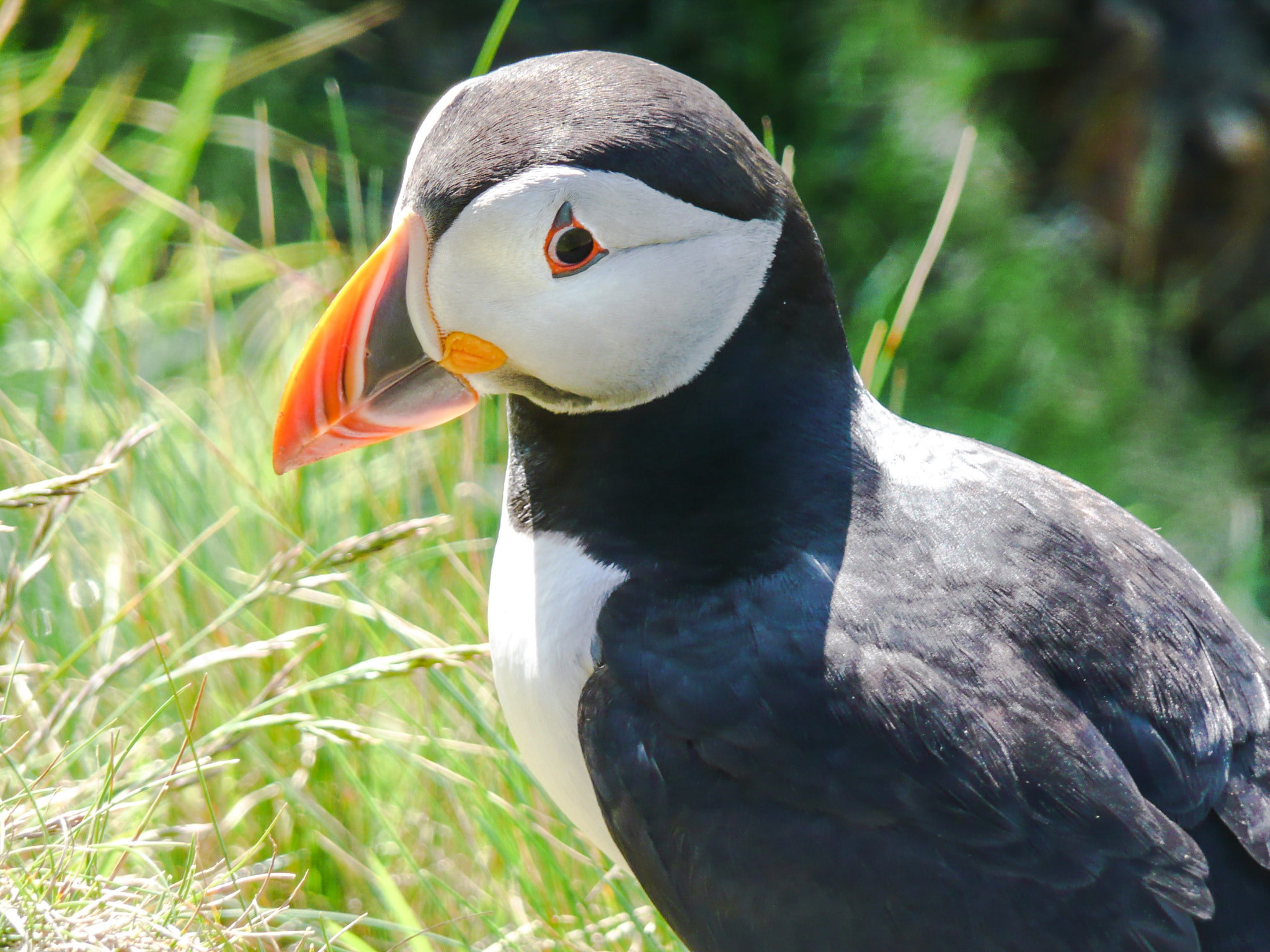 Panasonic DMC-TZ2 sample photo. Puffin, shetland, scotland photography