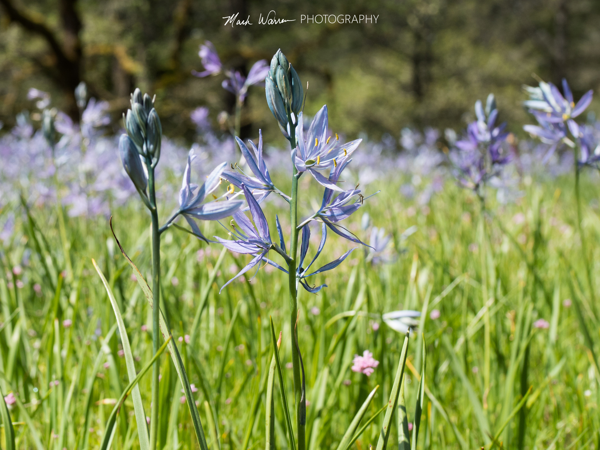 Olympus PEN-F + Olympus M.Zuiko Digital 25mm F1.8 sample photo. Camas lily photography