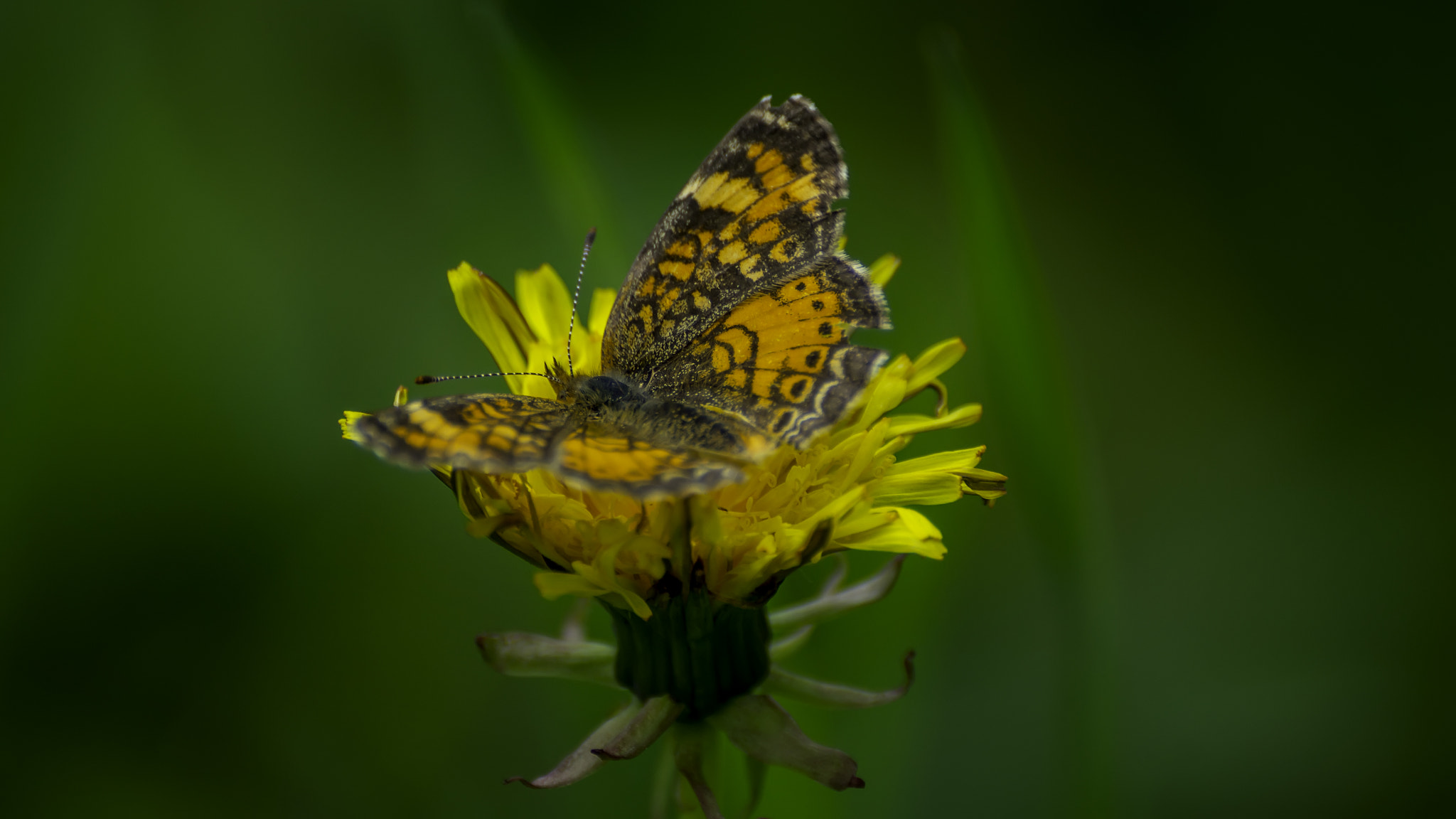 Sony DT 55-300mm F4.5-5.6 SAM sample photo. Butterfly photography