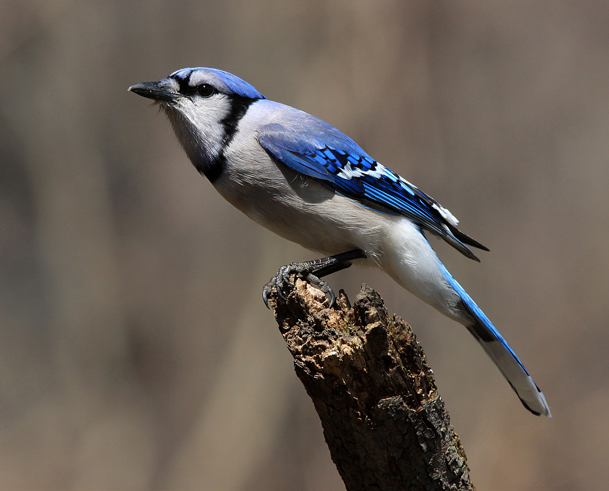 Sigma 150-500mm F5-6.3 DG OS HSM sample photo. Bluejay photography