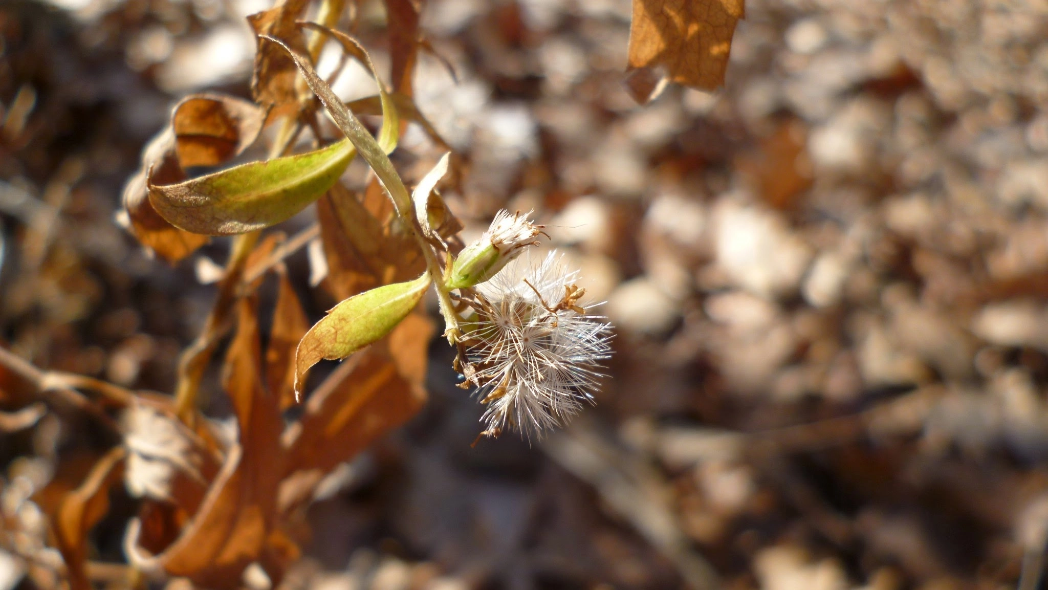 Panasonic DMC-FH2 sample photo. Dying plant photography