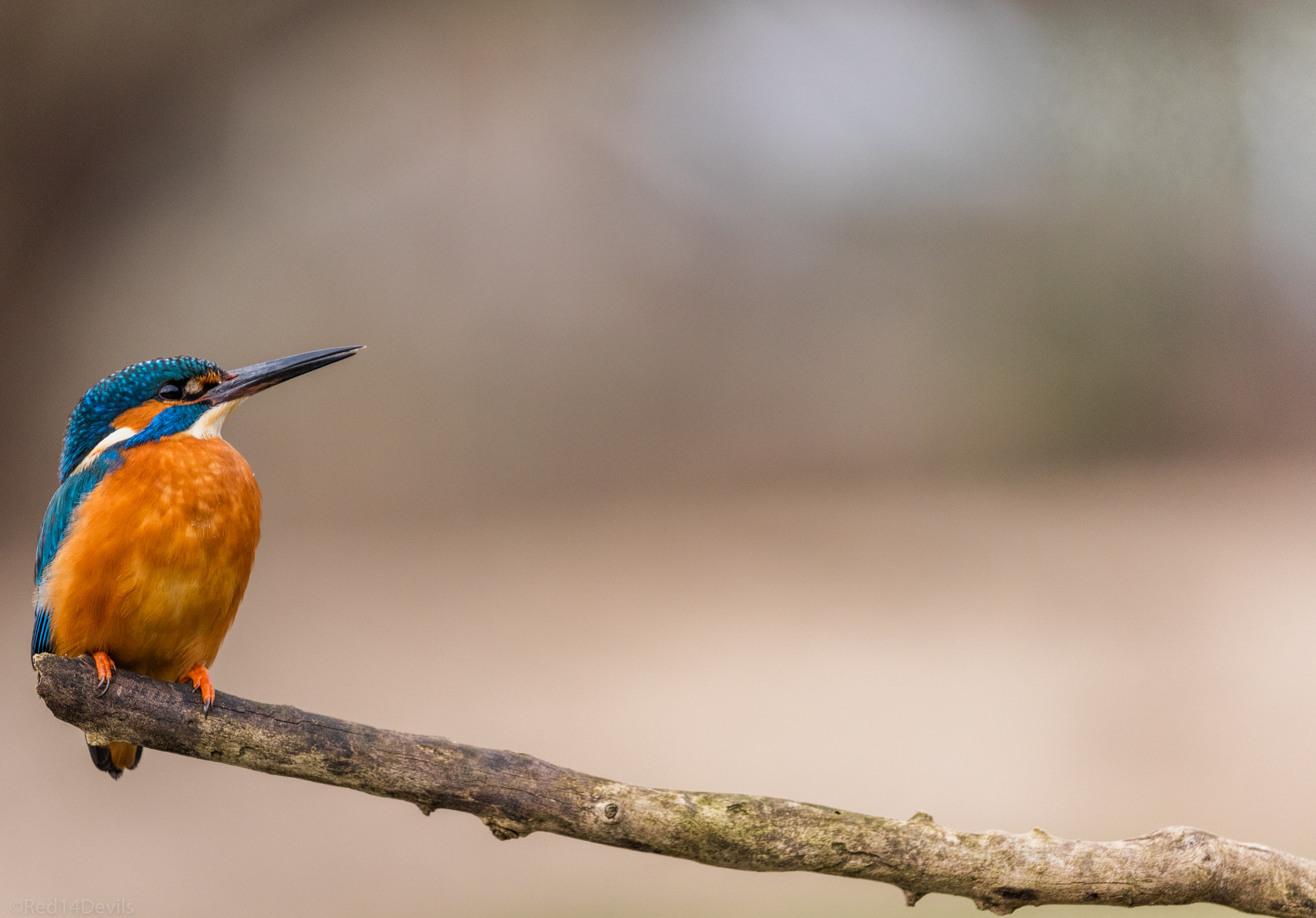 Canon EF 100-400mm F4.5-5.6L IS II USM sample photo. Kingfisher photography