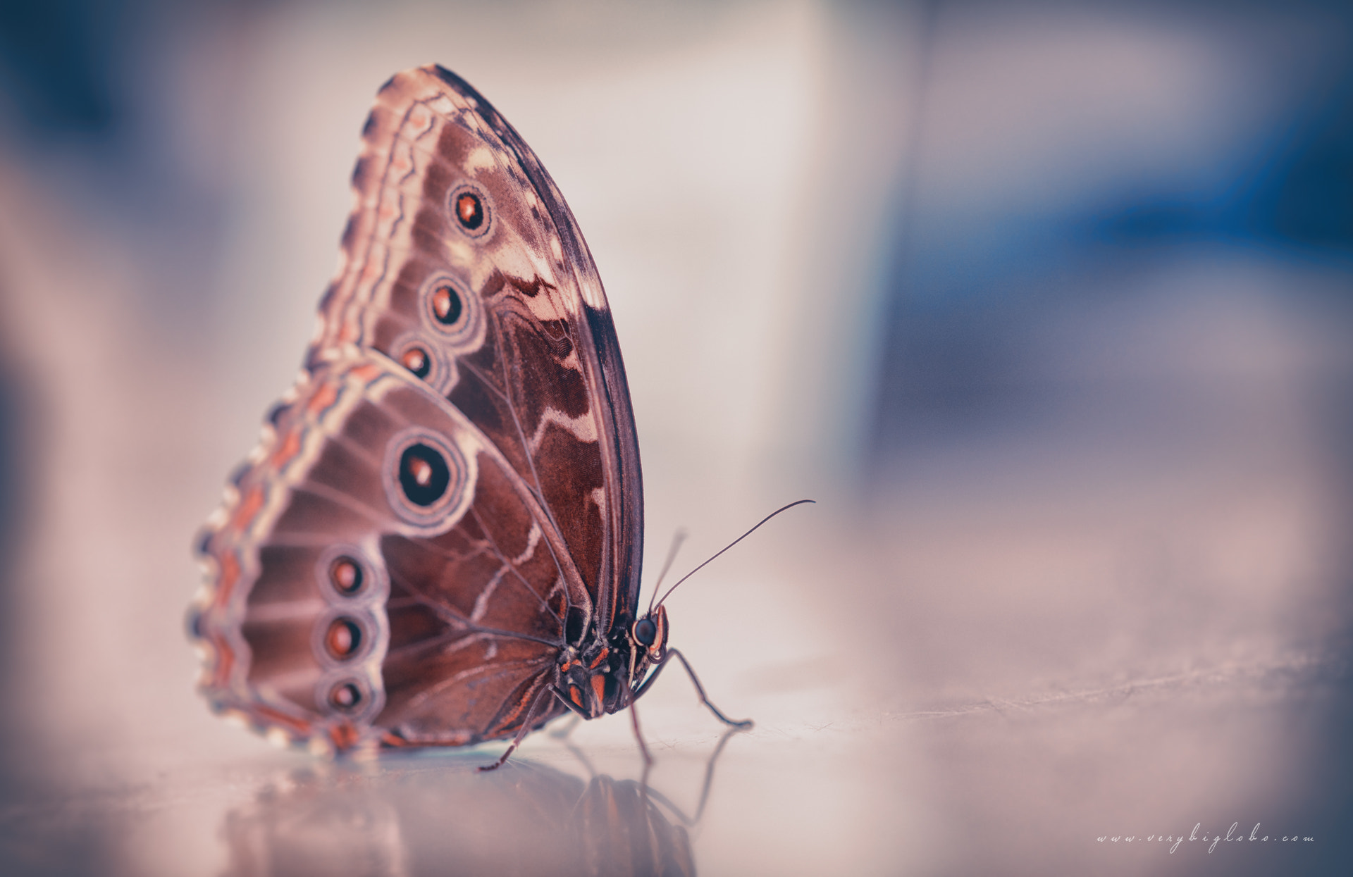 0mm F0 SAM sample photo. Butterfly 03 photography