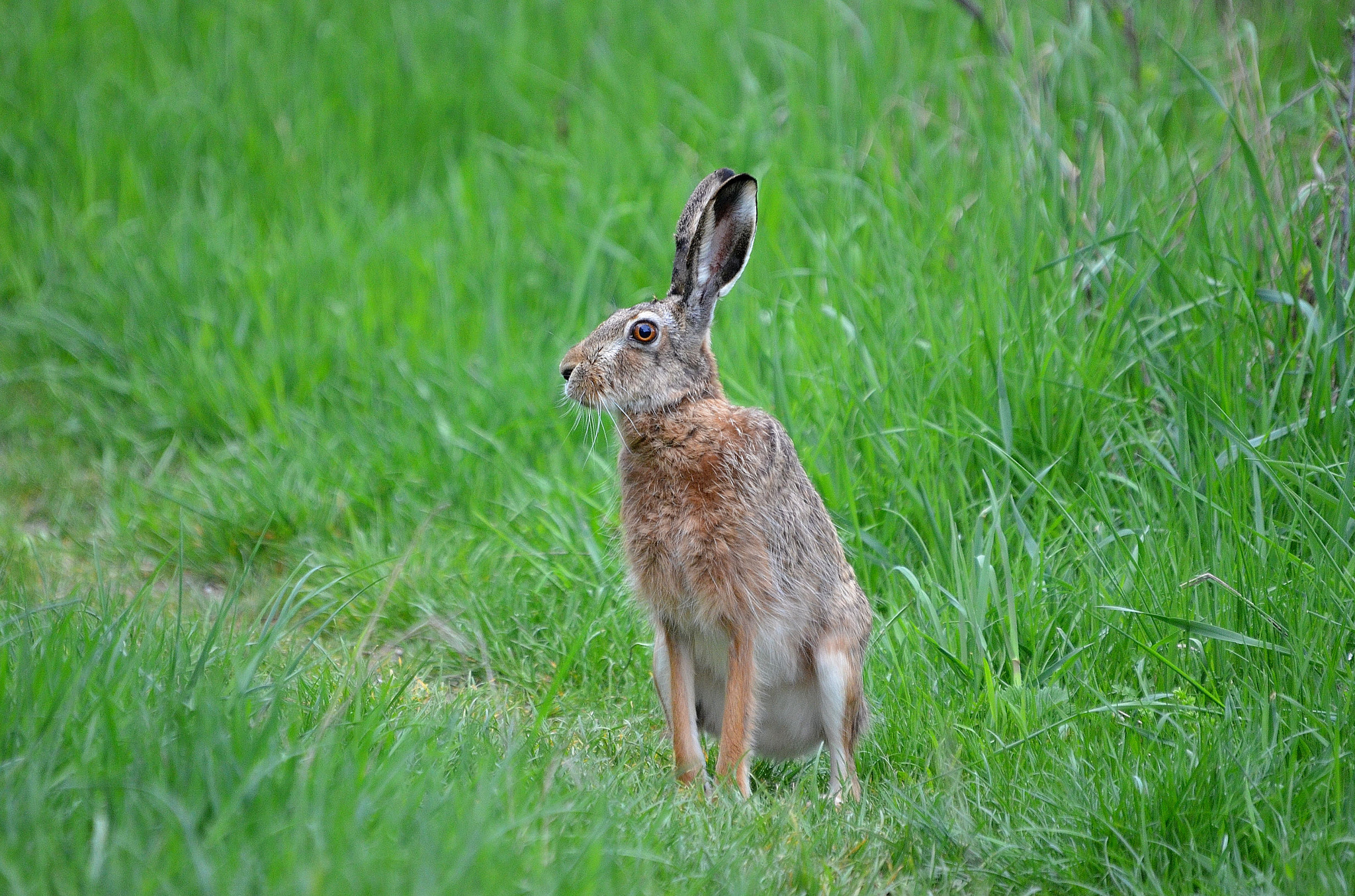 Nikon D7000 + Sigma 50-500mm F4-6.3 EX APO RF HSM sample photo. 016 photography