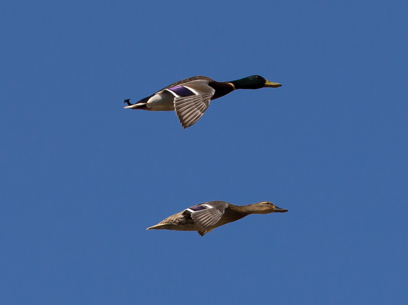 Canon EF 70-200mm F2.8L IS II USM sample photo