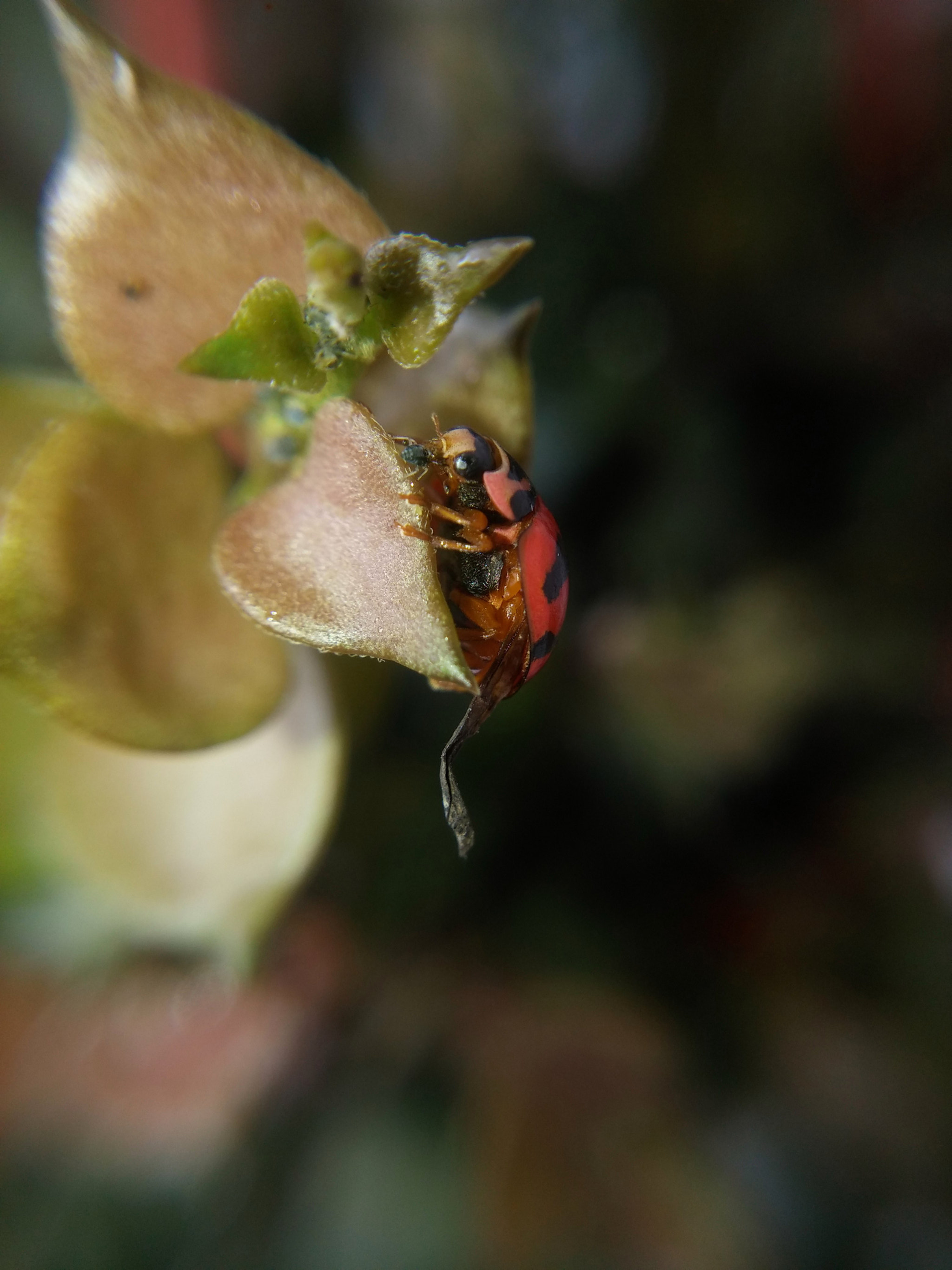 LG G Pro2 sample photo. Ladybug not so lady. photography