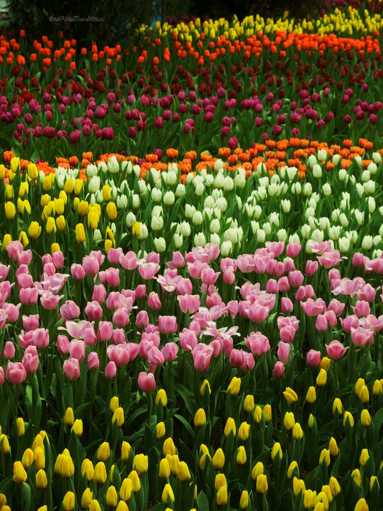 CASIO EX-100 sample photo. Tulips time photography