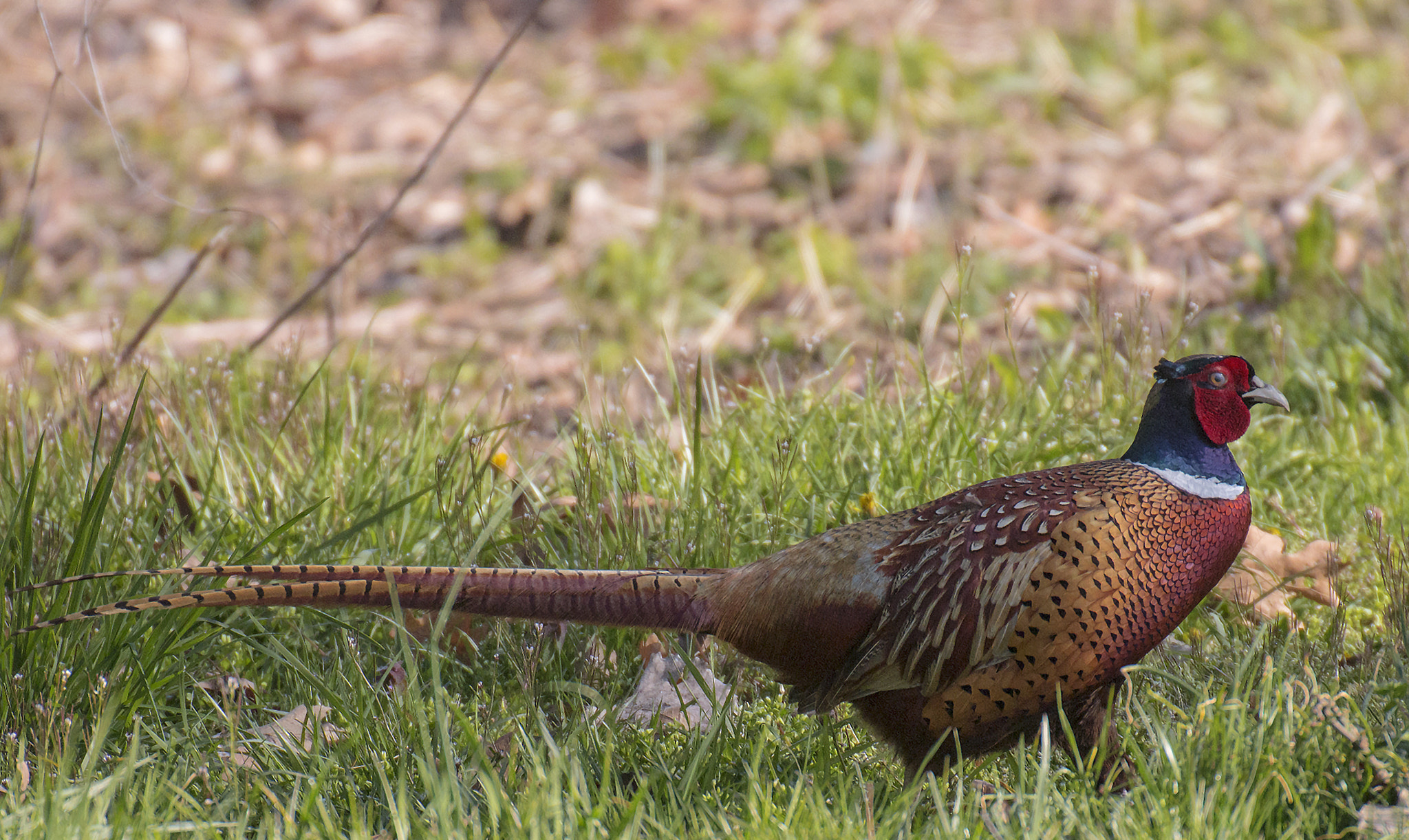 Canon EOS 70D + Sigma 50-500mm F4.5-6.3 DG OS HSM sample photo. Ring neck pheasant grazing photography