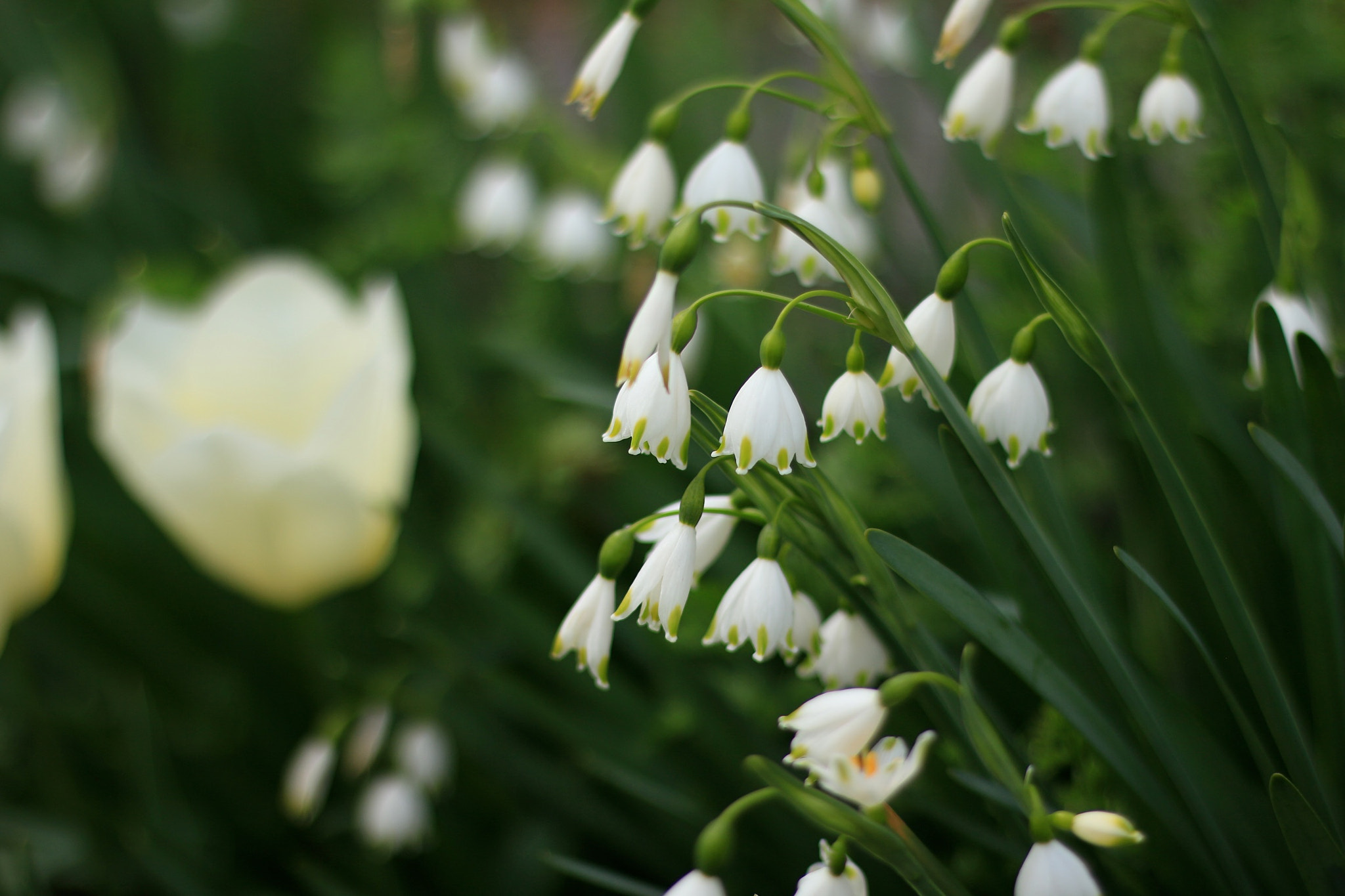 Canon EOS M + Canon EF 50mm F1.8 STM sample photo