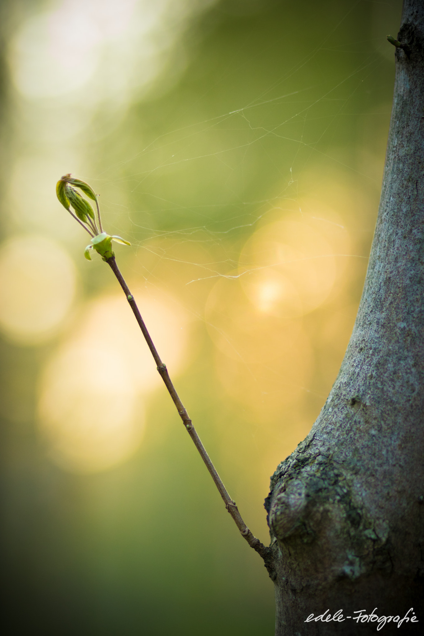 Canon EOS 760D (EOS Rebel T6s / EOS 8000D) + Canon EF 85mm F1.8 USM sample photo. Spring @ edele-fotografie.de photography