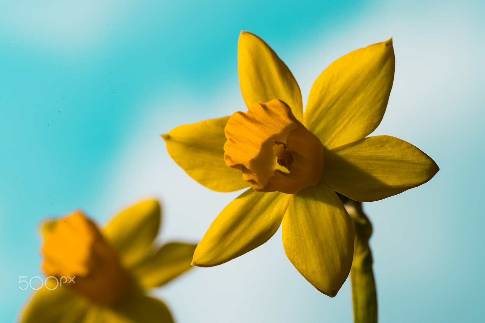 Nikon Df sample photo. Daffodils photography