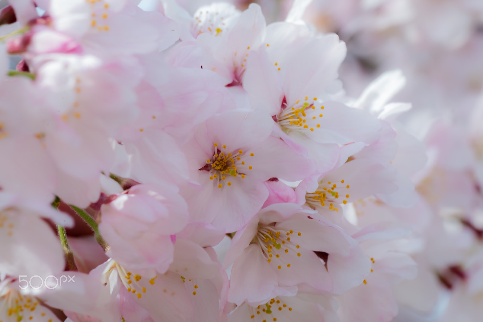 Nikon Df sample photo. Sakura photography