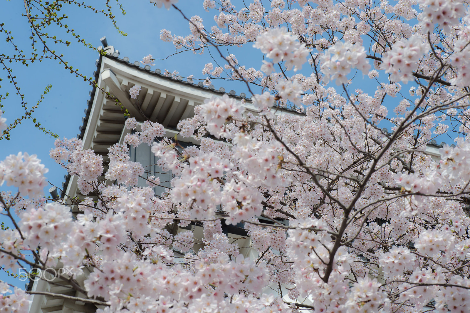 Nikon Df sample photo. The castle photography