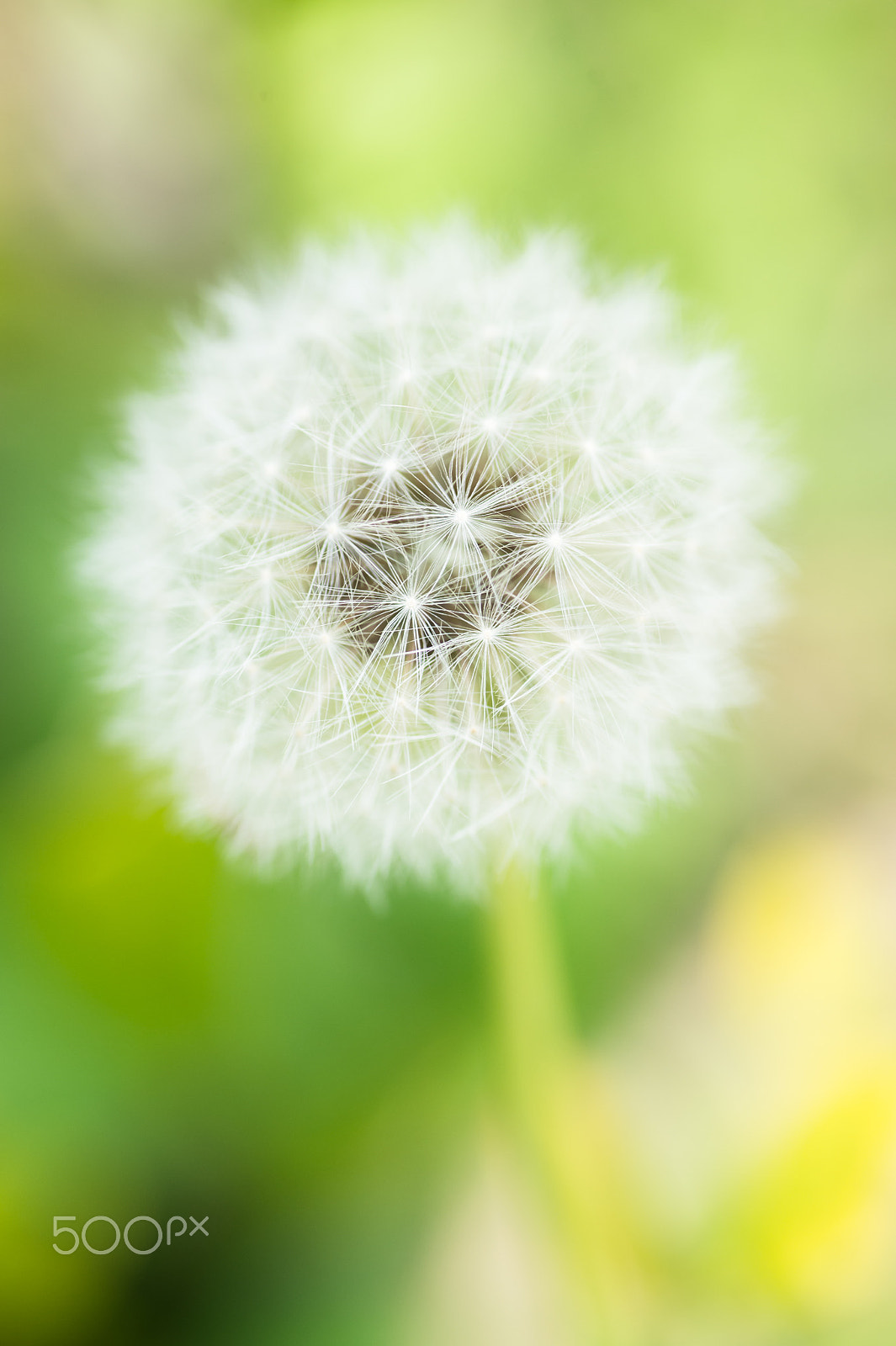 Nikon Df sample photo. Dandelion photography