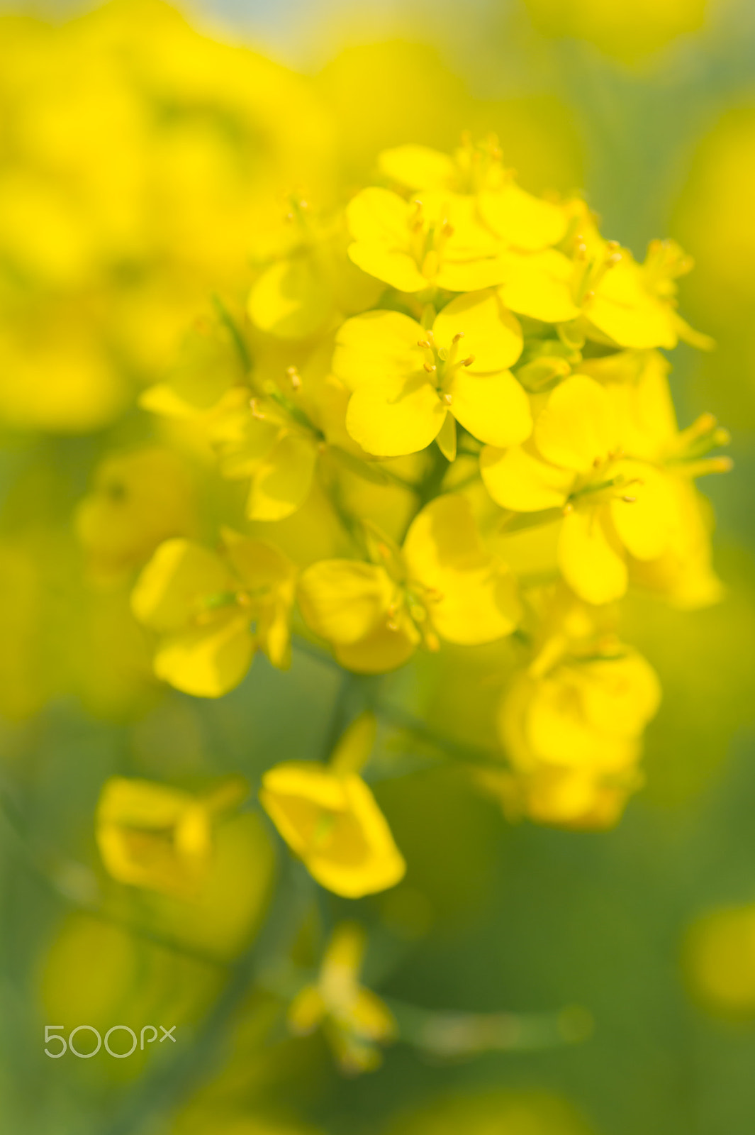 Nikon Df sample photo. Nanohana photography