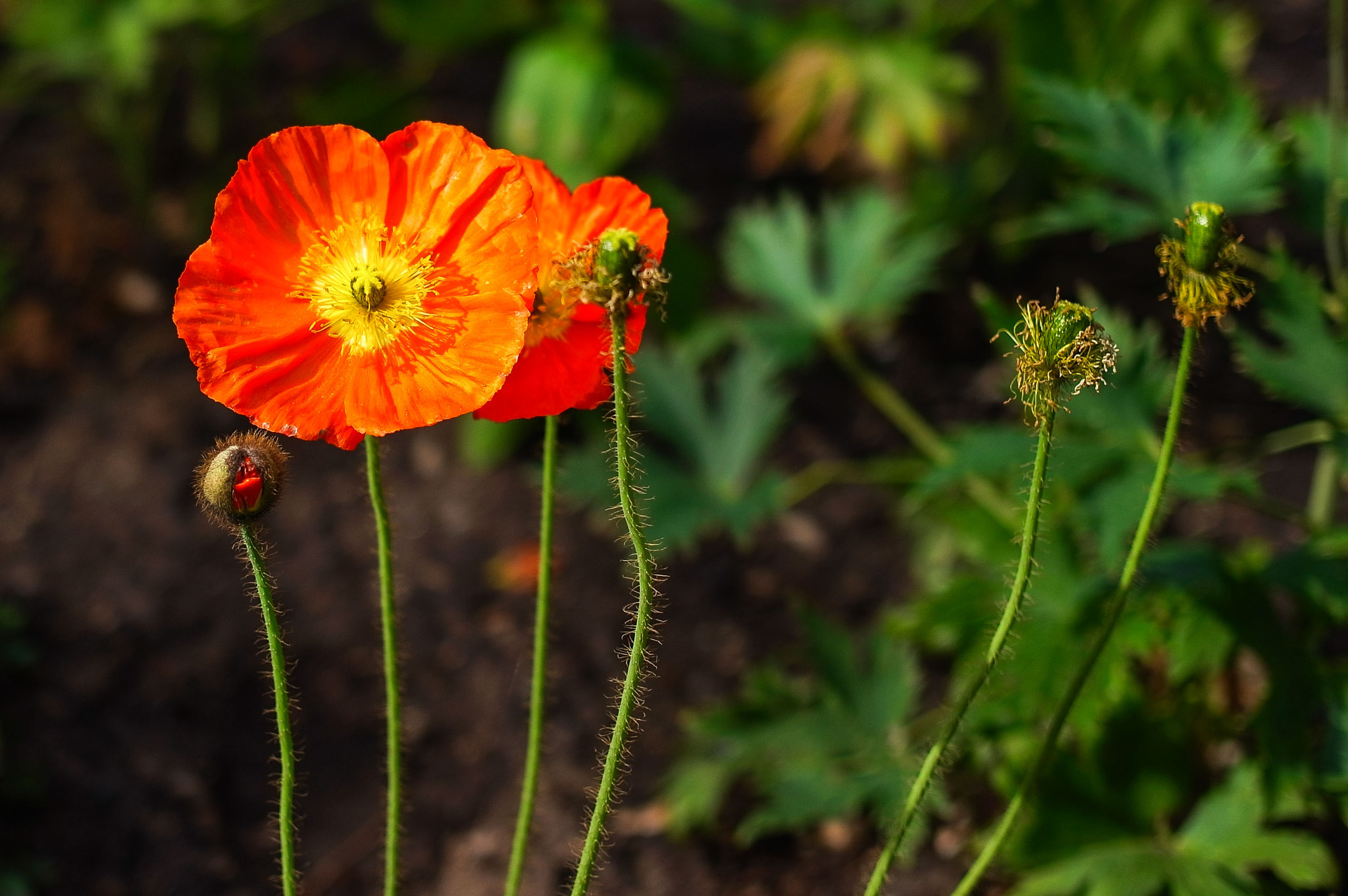 Ricoh GXR A12 + GR Lens A12 50mm F2.5 Macro sample photo. Descanso flowers 2 photography