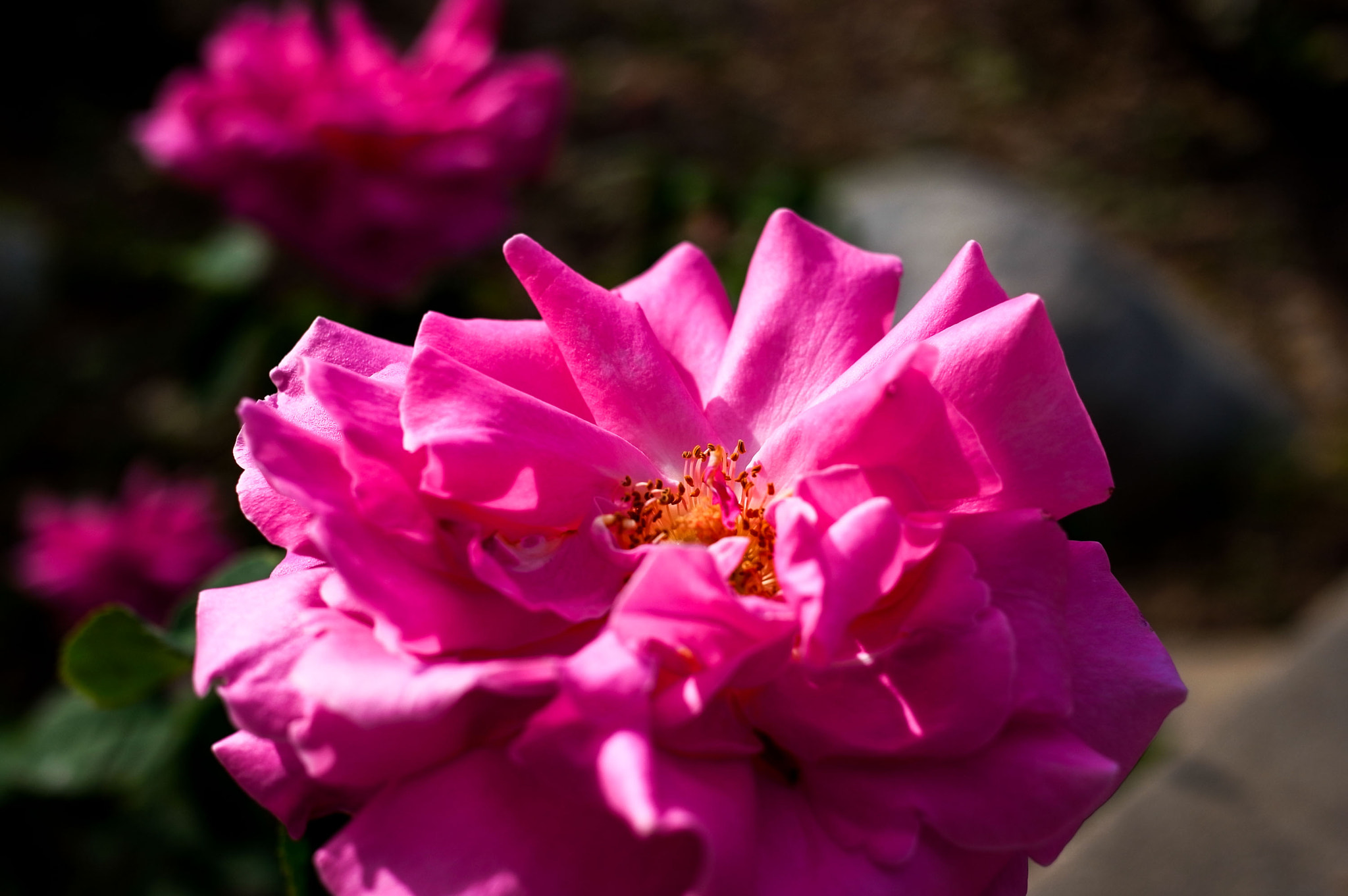 Ricoh GXR A12 + GR Lens A12 50mm F2.5 Macro sample photo. Descanso flowers 3 photography