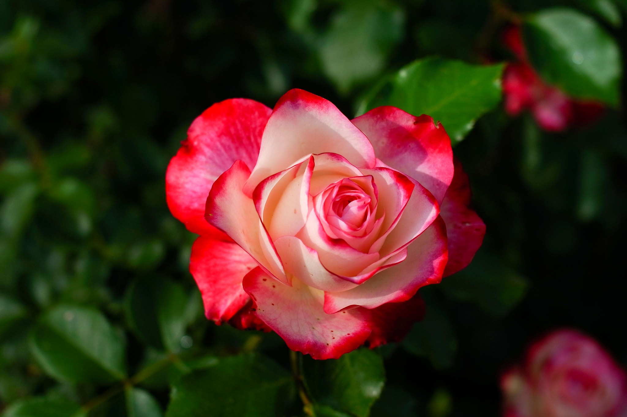 Ricoh GXR A12 + GR Lens A12 50mm F2.5 Macro sample photo. Descanso flowers 4 photography