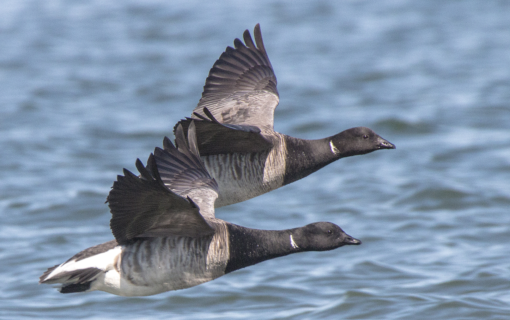 Canon EOS 70D + Sigma 50-500mm F4.5-6.3 DG OS HSM sample photo. Brants flying photography