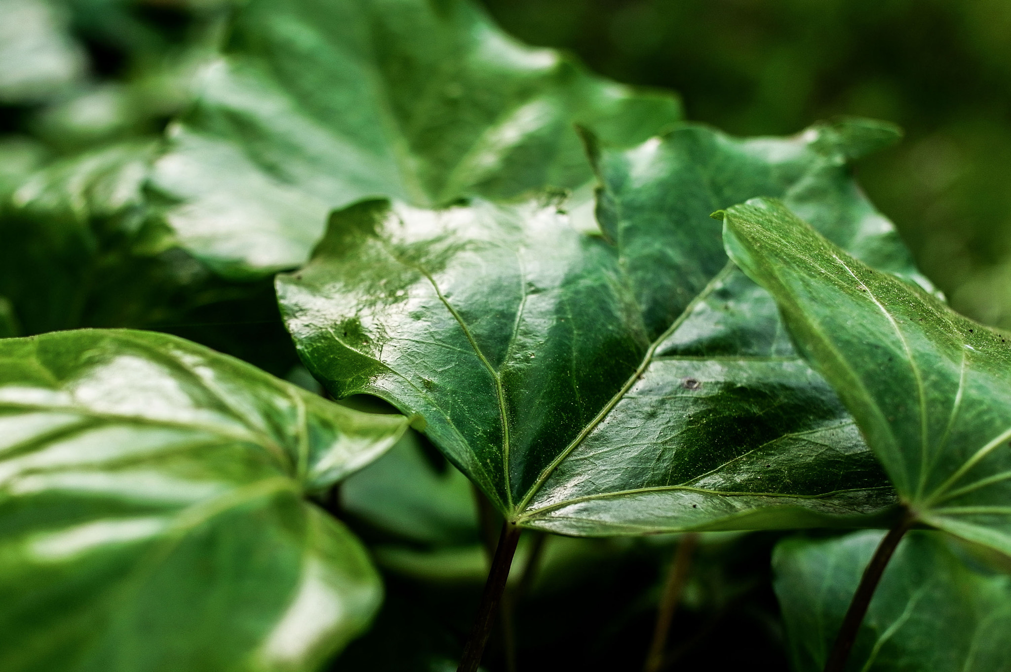 Ricoh GXR A12 + GR Lens A12 50mm F2.5 Macro sample photo. Leafy expanse photography