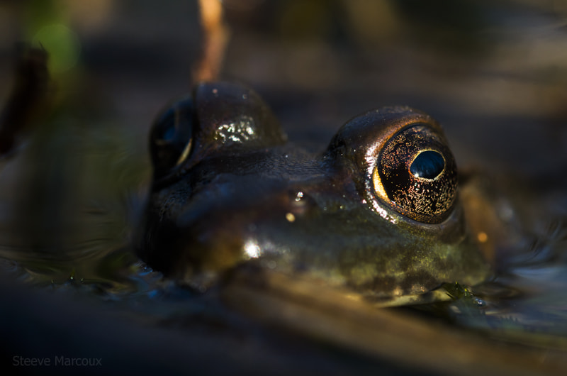 Pentax K-50 + Tamron SP AF 90mm F2.8 Di Macro sample photo. Green frog at sunset photography