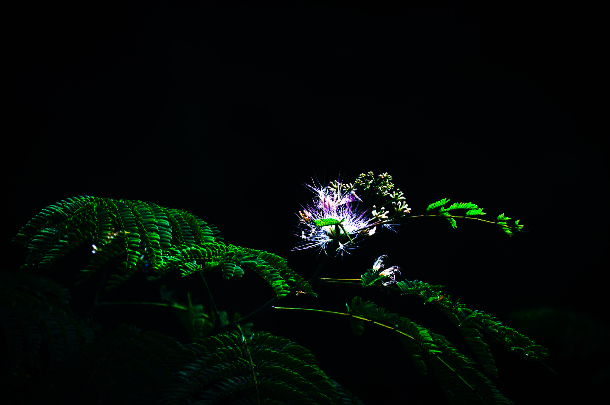 Sigma 150-600mm F5-6.3 DG OS HSM | C sample photo. Albizia julibrissin photography