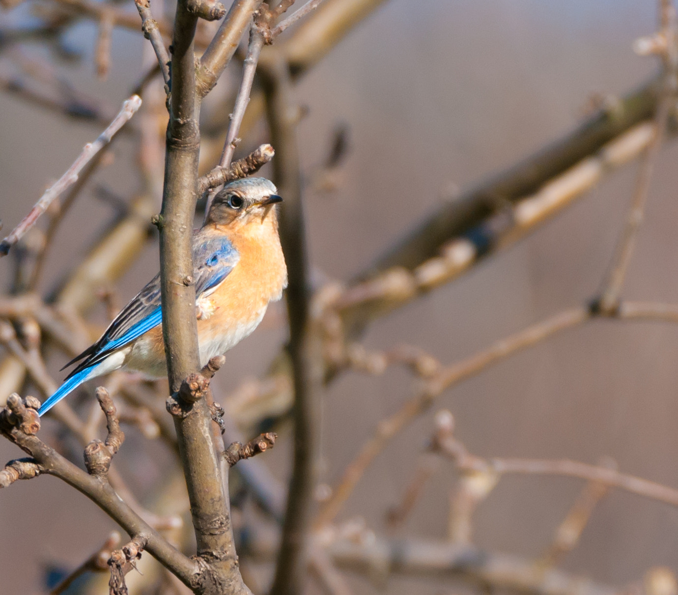Sigma 150-600mm F5-6.3 DG OS HSM | C sample photo. Female bluebird photography