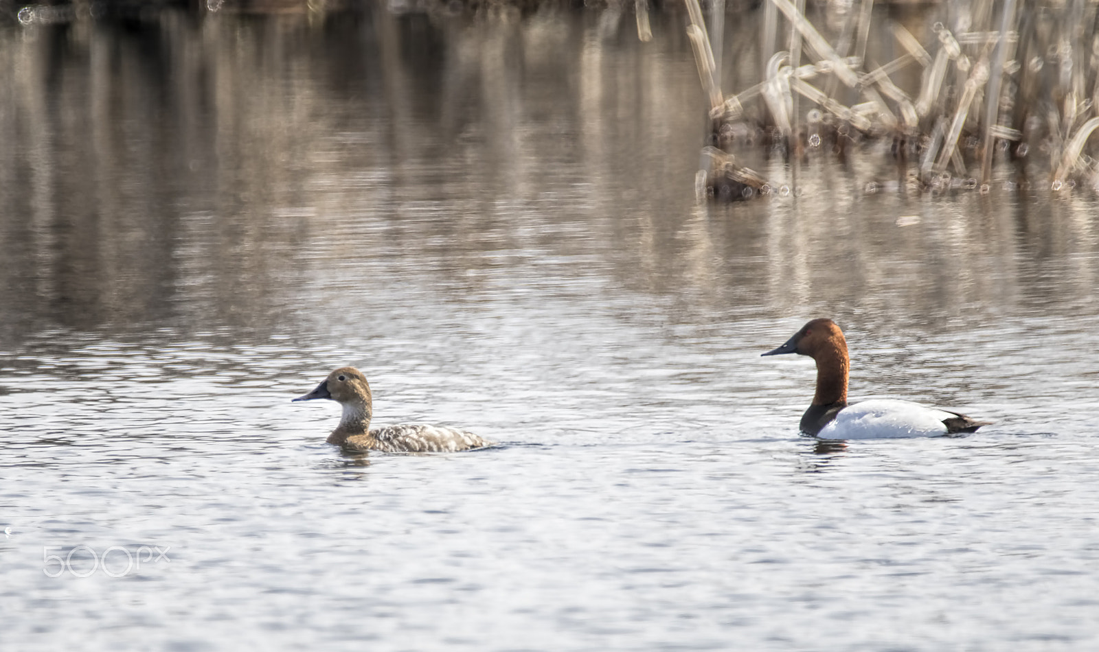 Sigma 150-600mm F5-6.3 DG OS HSM | C sample photo. Canvasback couple photography