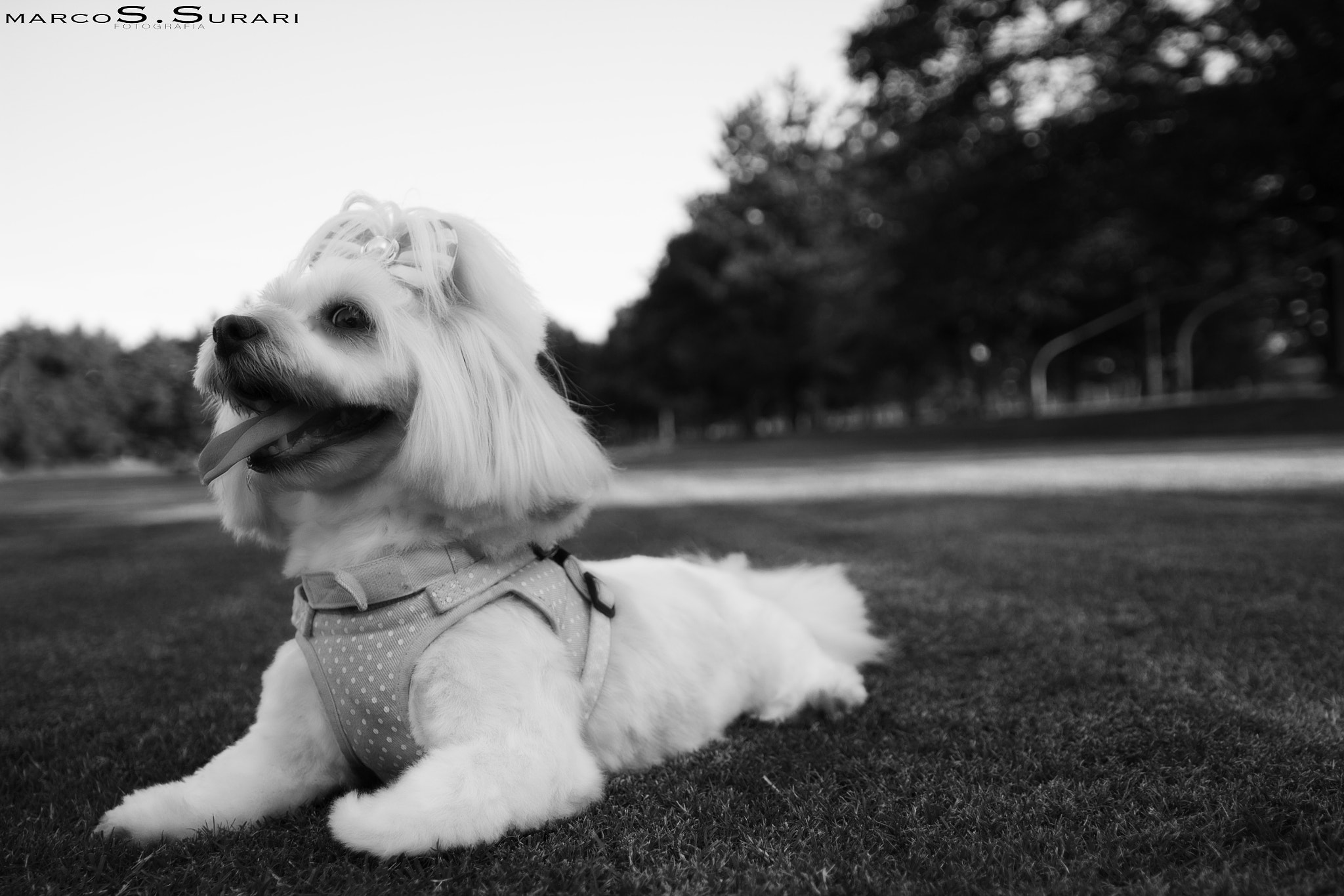 Canon EOS 600D (Rebel EOS T3i / EOS Kiss X5) sample photo. Pet photography