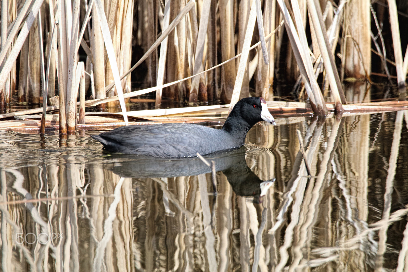 Sigma 150-600mm F5-6.3 DG OS HSM | C sample photo. Coot photography