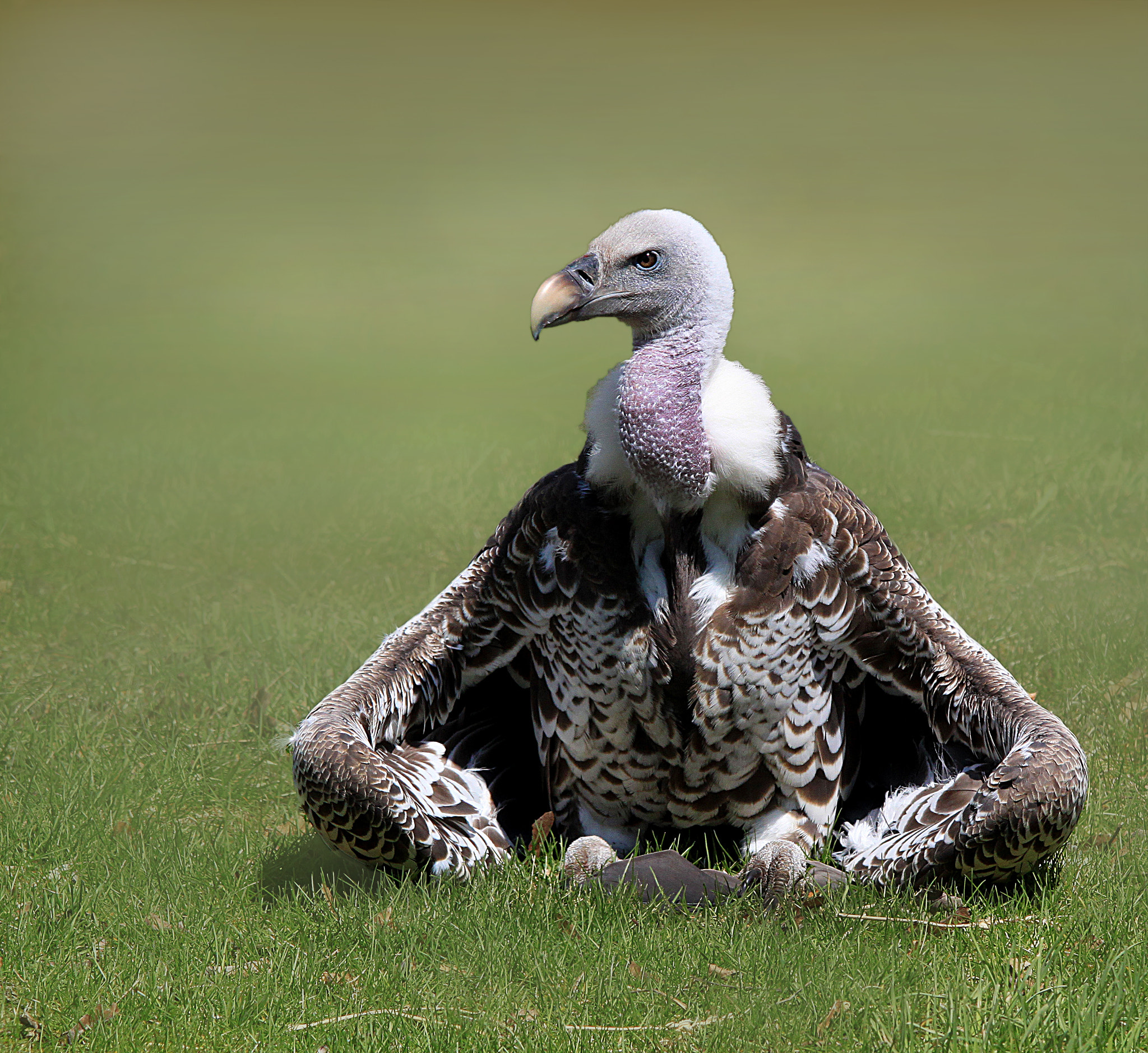 Sigma 150-500mm F5-6.3 DG OS HSM sample photo. Just sitting here photography
