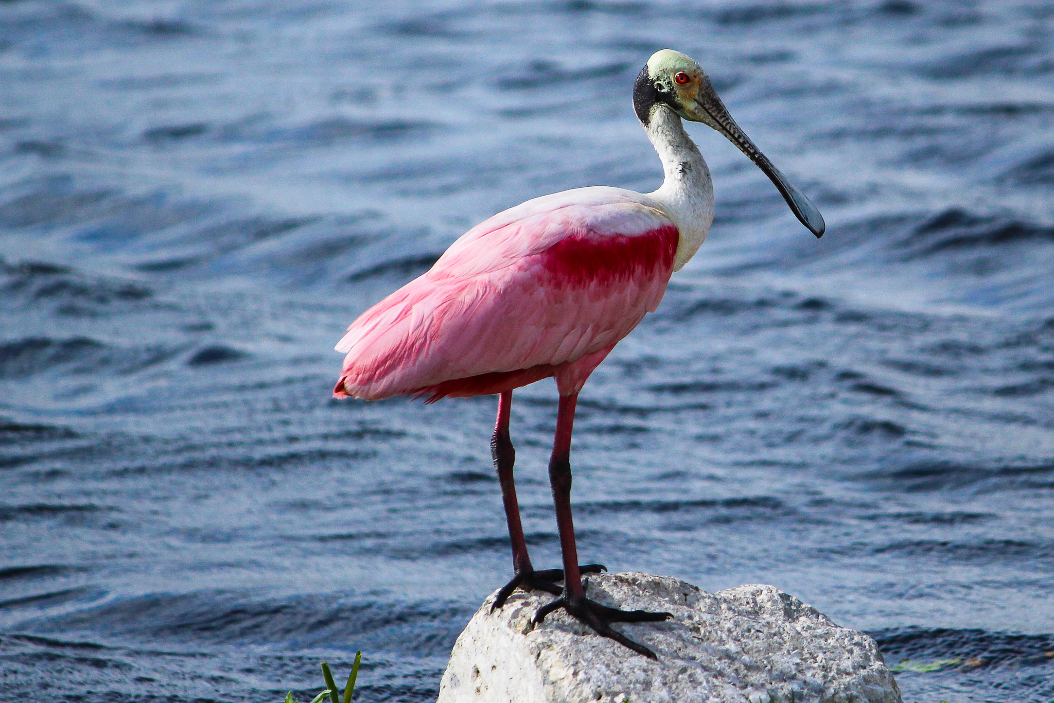 Canon EF-S 55-250mm F4-5.6 IS sample photo. Colorful and unique photography