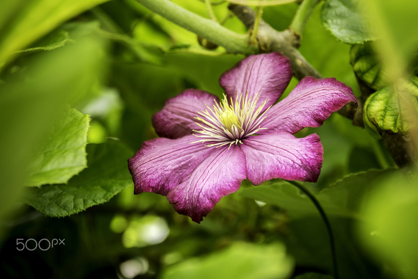 Sigma 17-70mm F2.8-4 DC Macro OS HSM | C sample photo. Pink flower photography