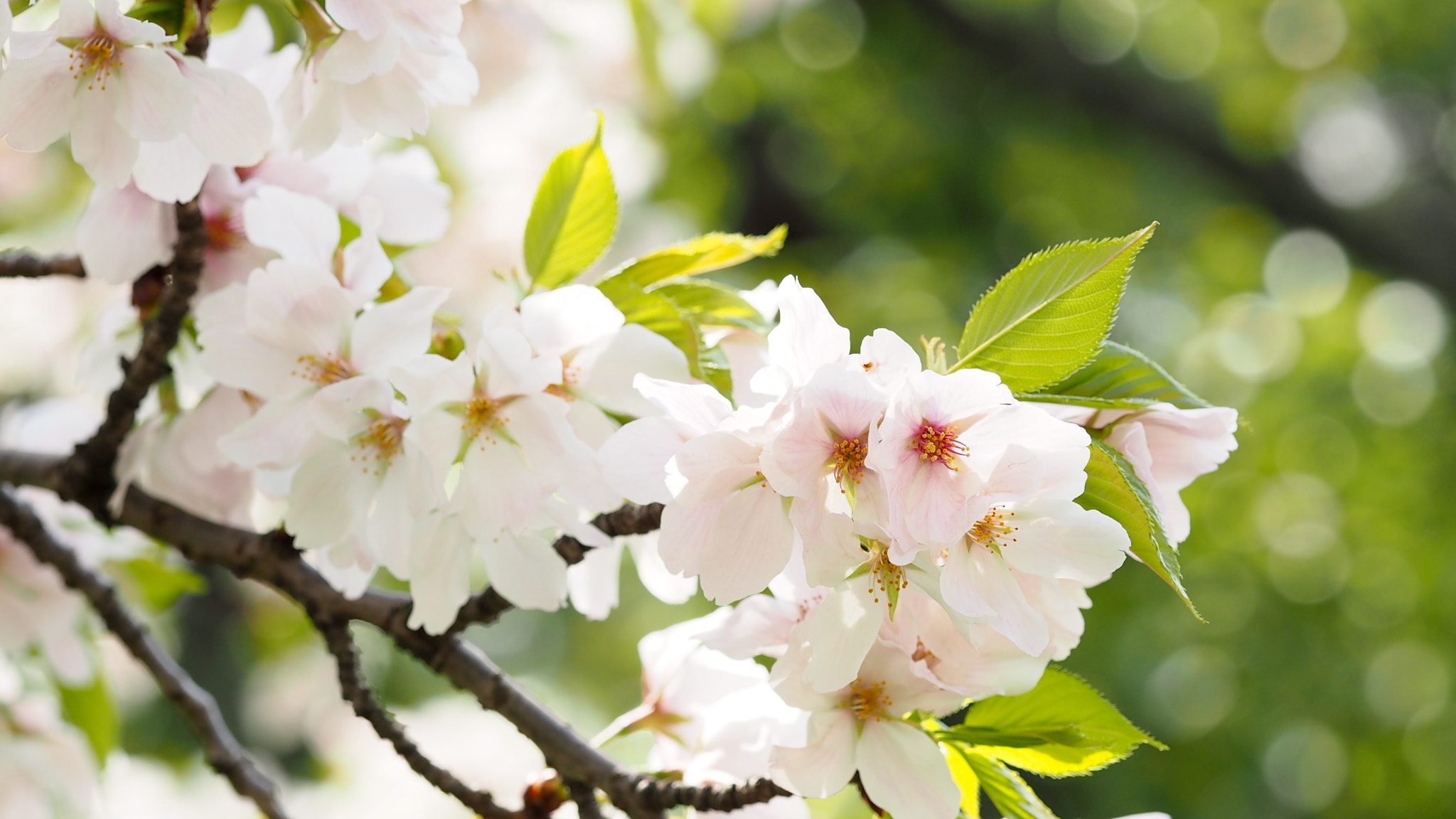 Olympus PEN E-PL7 sample photo. Cherry blossoms in the sun photography