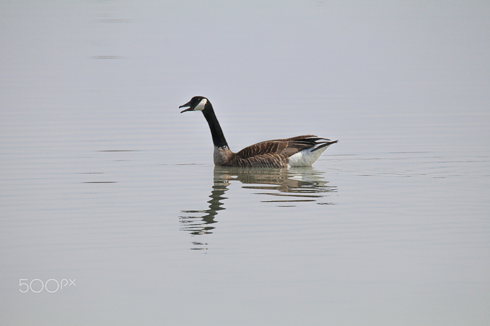Sigma 150-600mm F5-6.3 DG OS HSM | C sample photo. Canadian goose photography