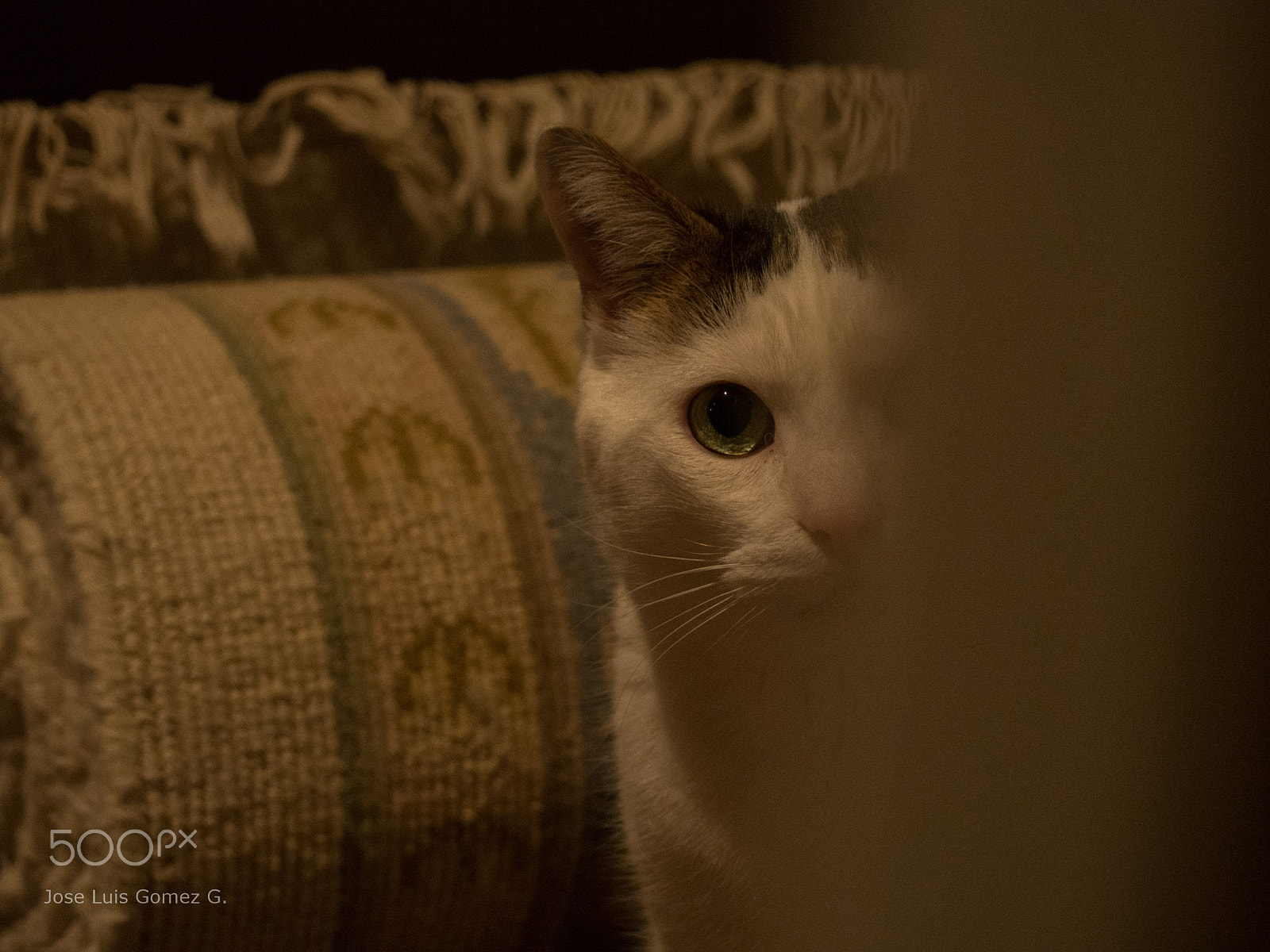 Olympus PEN E-PM2 sample photo. Happy caturday photography