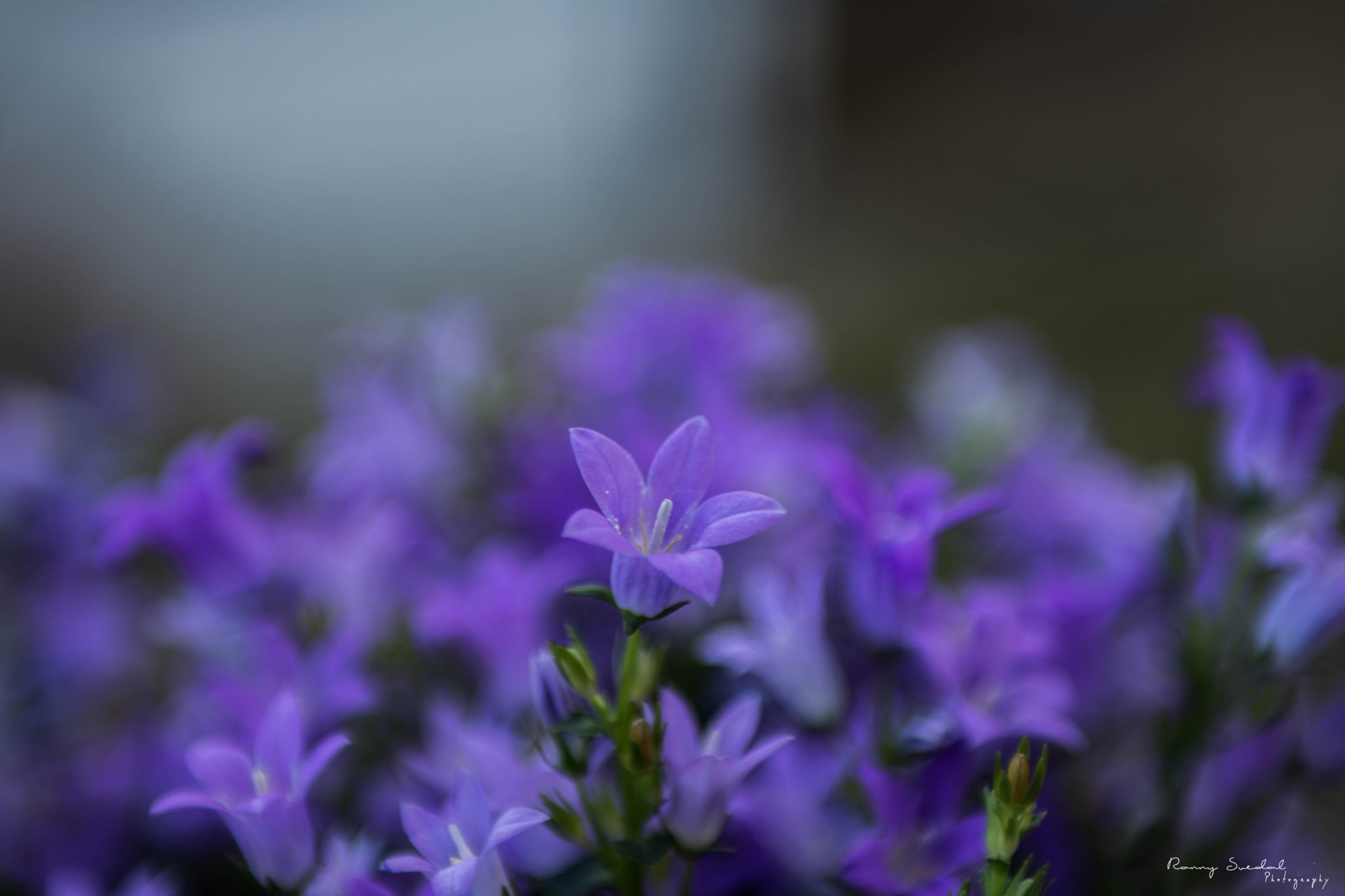 Nikon D7200 + Sigma 24-70mm F2.8 EX DG Macro sample photo. Dsc_1747.jpg photography