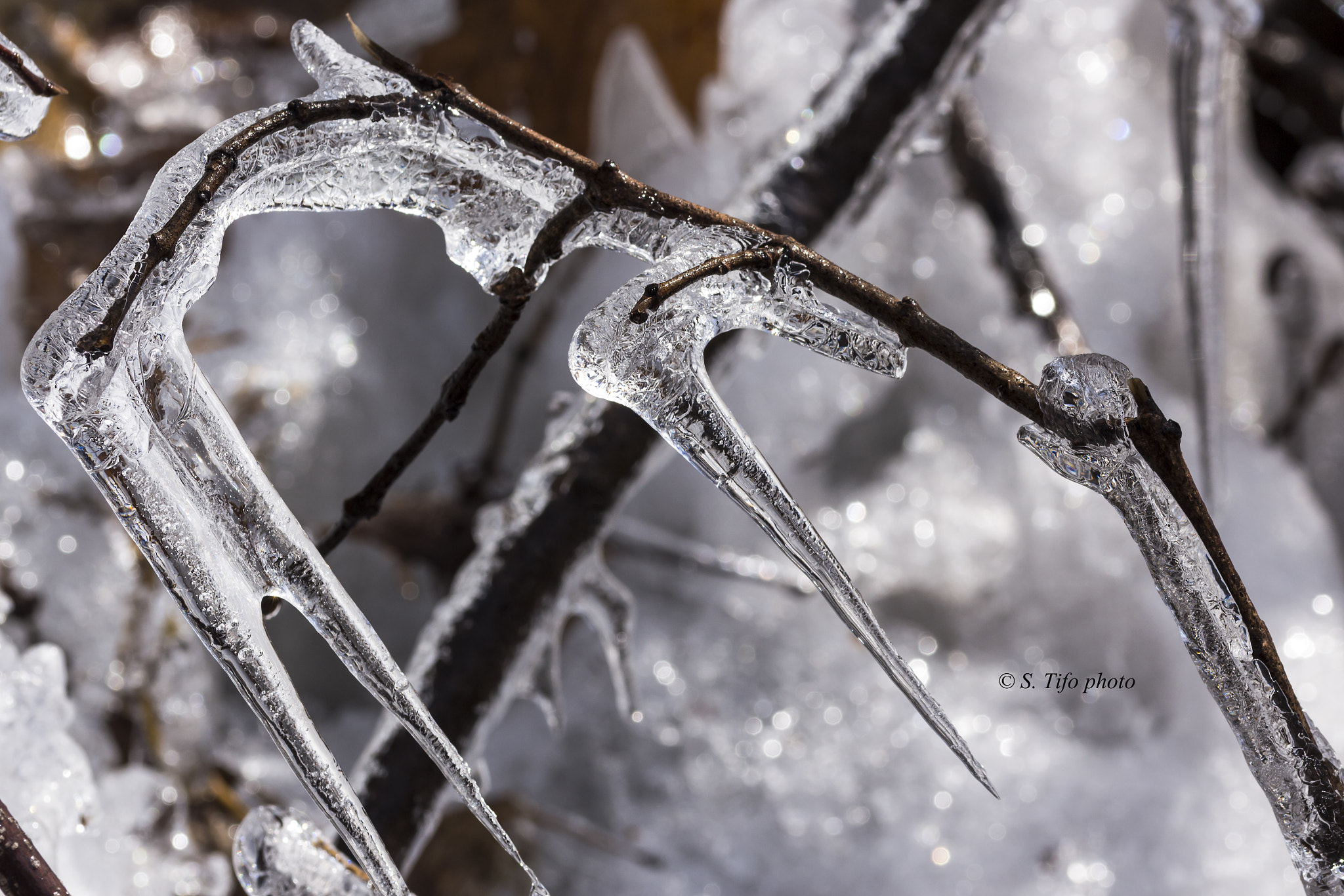 Sigma 105mm F2.8 EX DG OS HSM sample photo. Frozen .... photography
