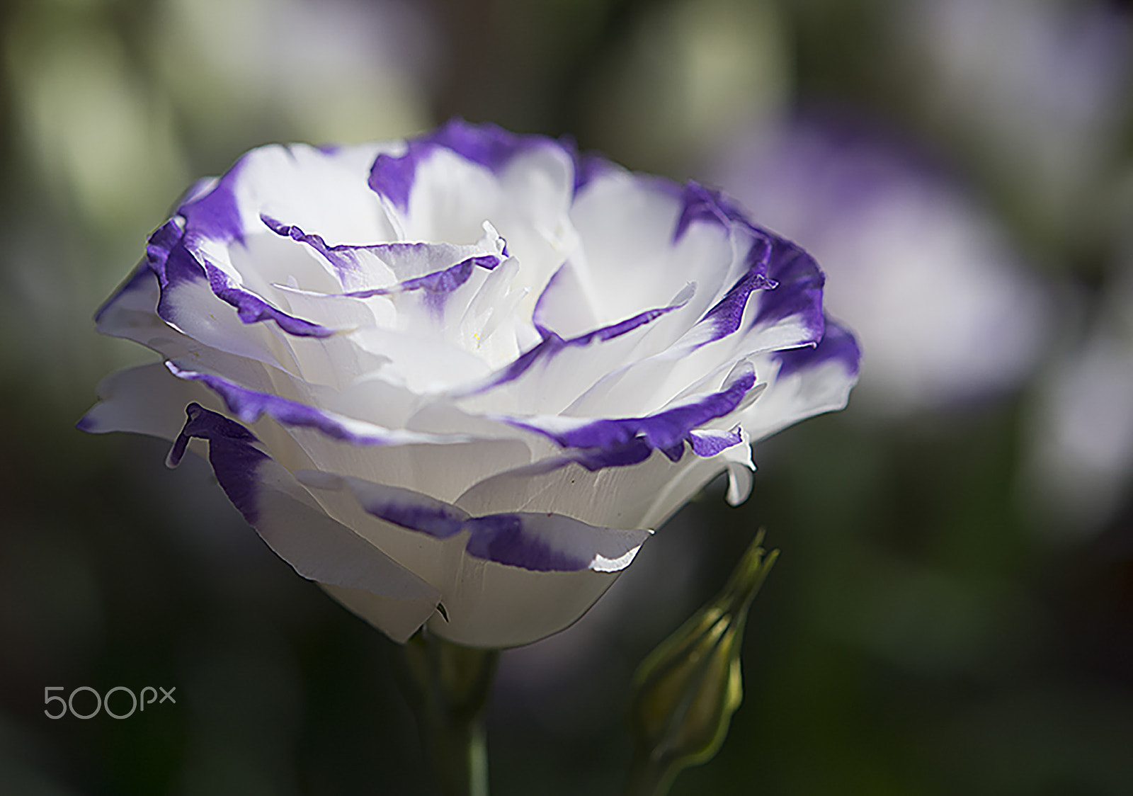 Nikon AF-S Micro-Nikkor 60mm F2.8G ED sample photo. Lisianthus photography