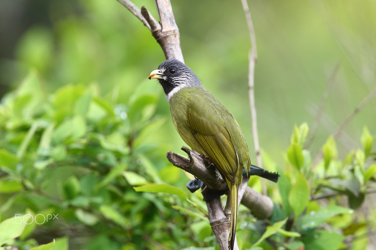 Canon EF 400mm F2.8L IS II USM sample photo. Bs3p0840.jpg photography