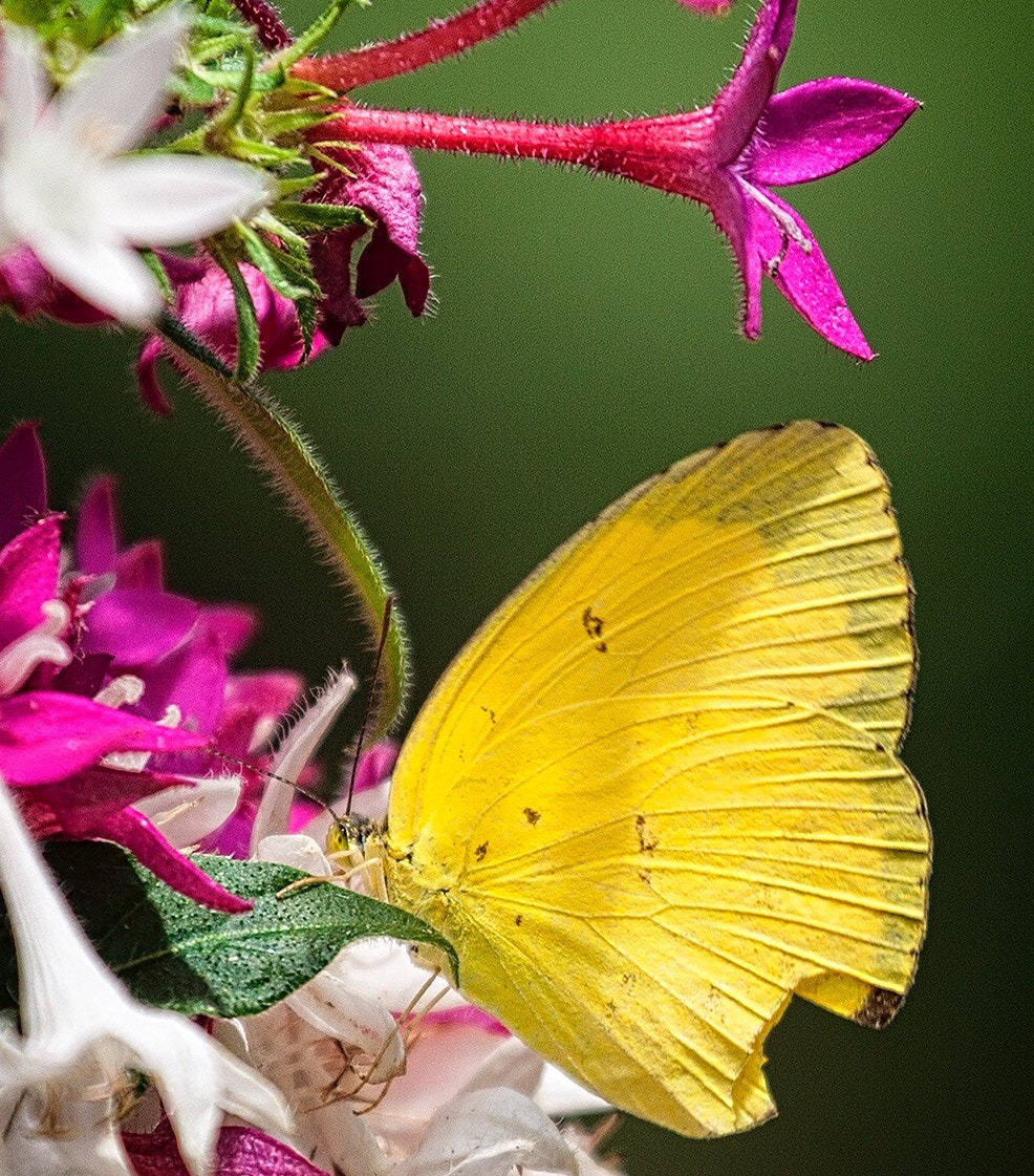 Canon EF 70-300mm F4-5.6L IS USM sample photo. A common yellow grass butterfly at coffs harbour butterfly house photography
