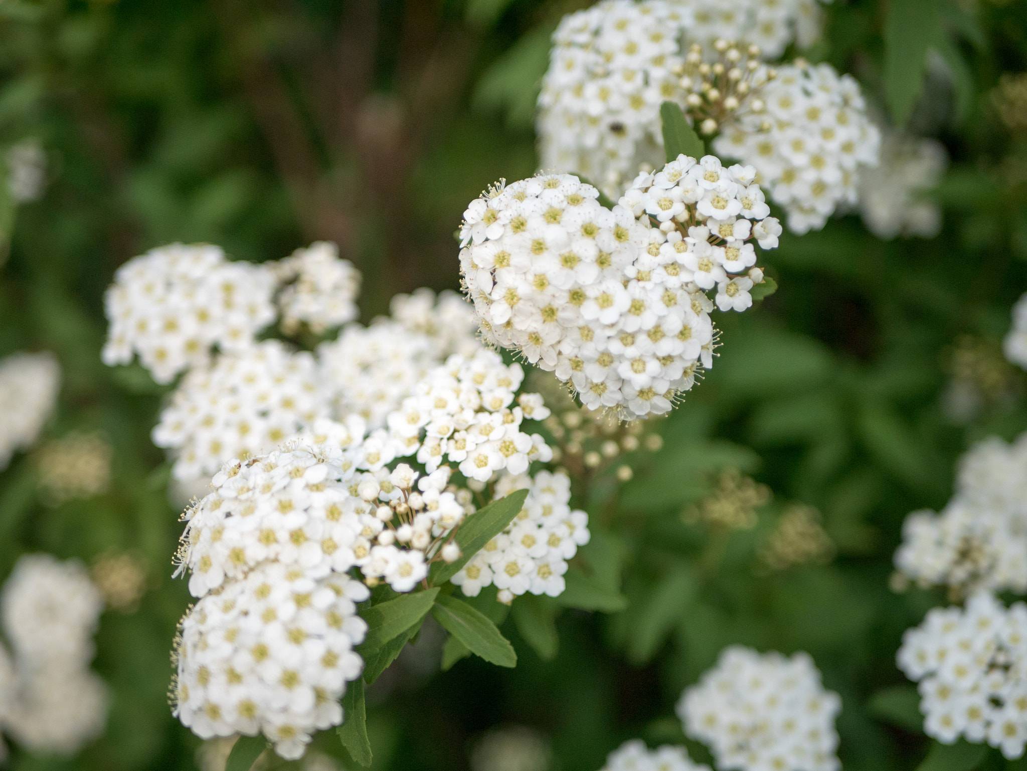 Panasonic Lumix DMC-GM5 + LUMIX G 25/F1.7 sample photo. Spring time in tokyo photography