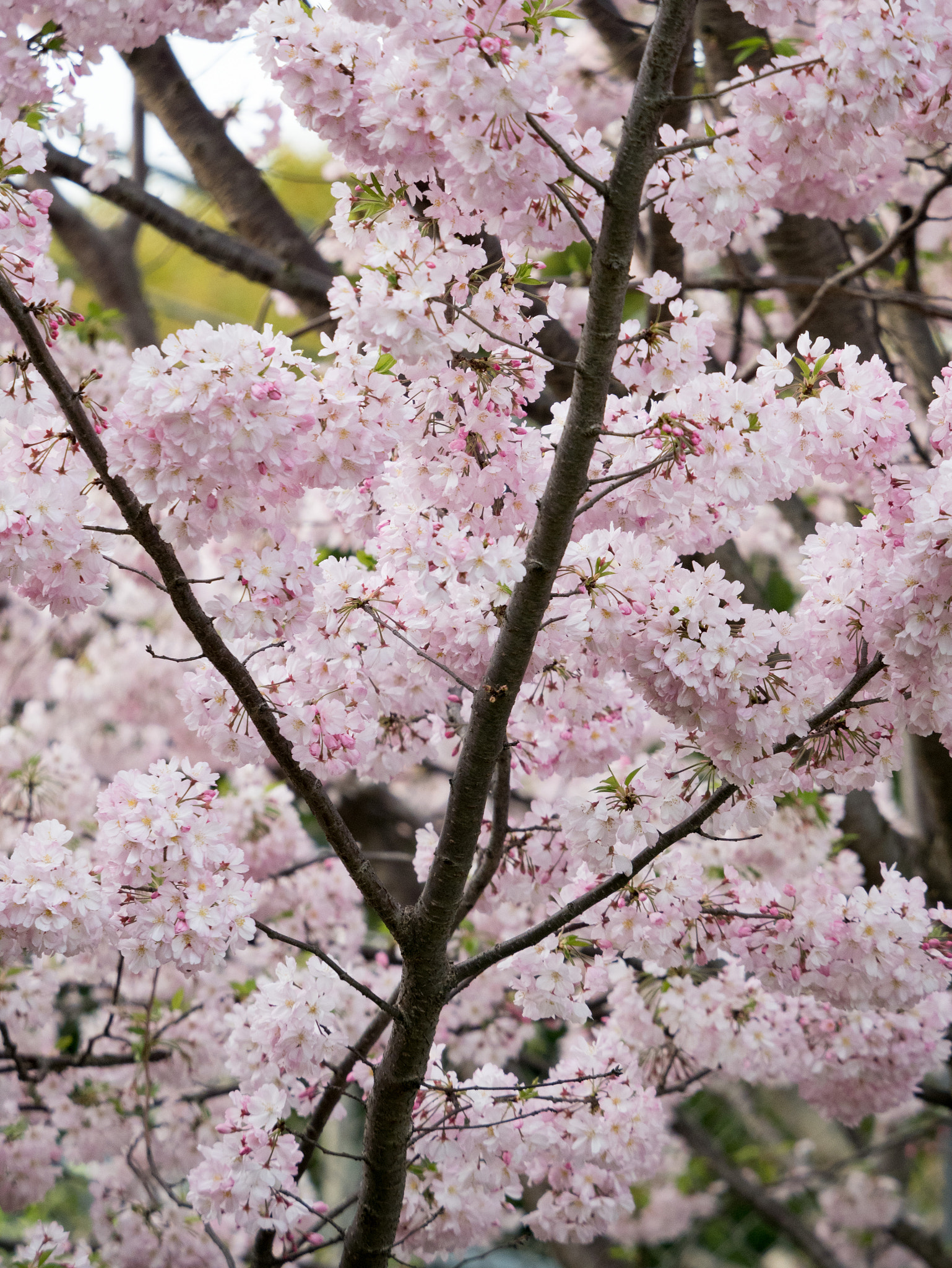 Panasonic Lumix DMC-GM5 sample photo. Spring time in tokyo photography