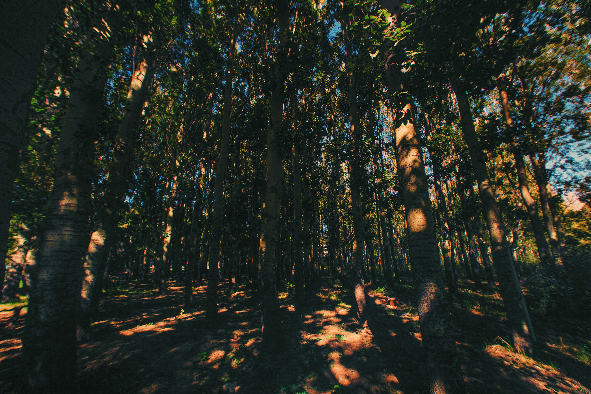 Canon EOS 6D + Sigma 14mm f/2.8 EX Aspherical HSM sample photo. Forest photography