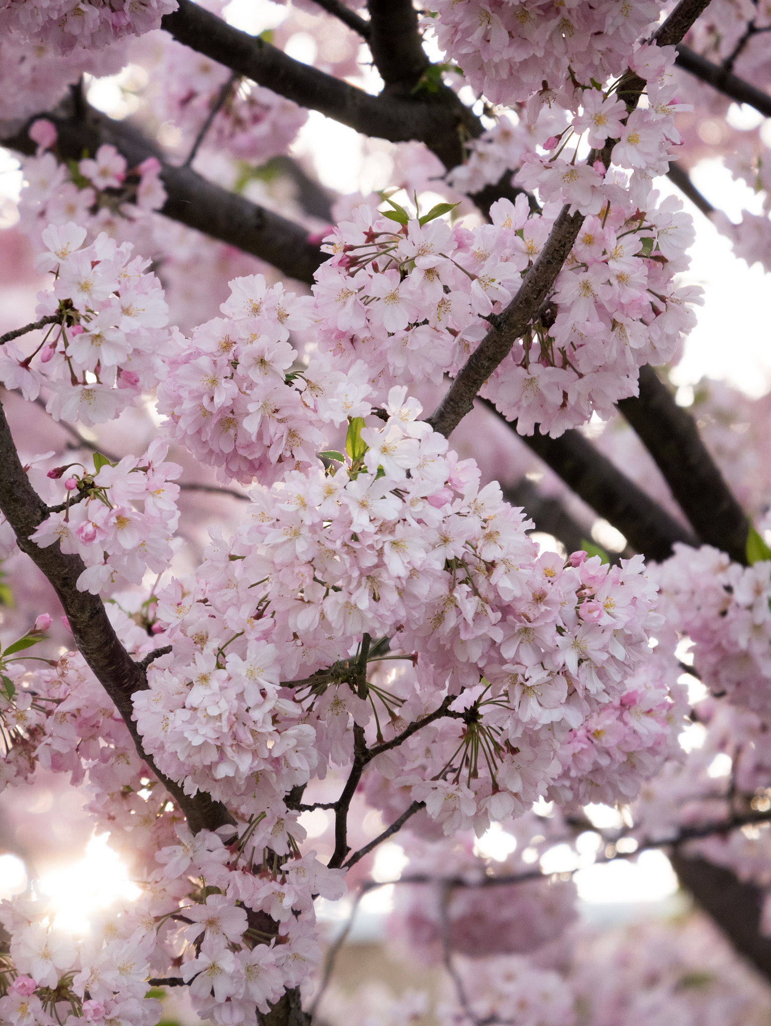 Panasonic Lumix DMC-GM5 sample photo. Spring time in tokyo photography
