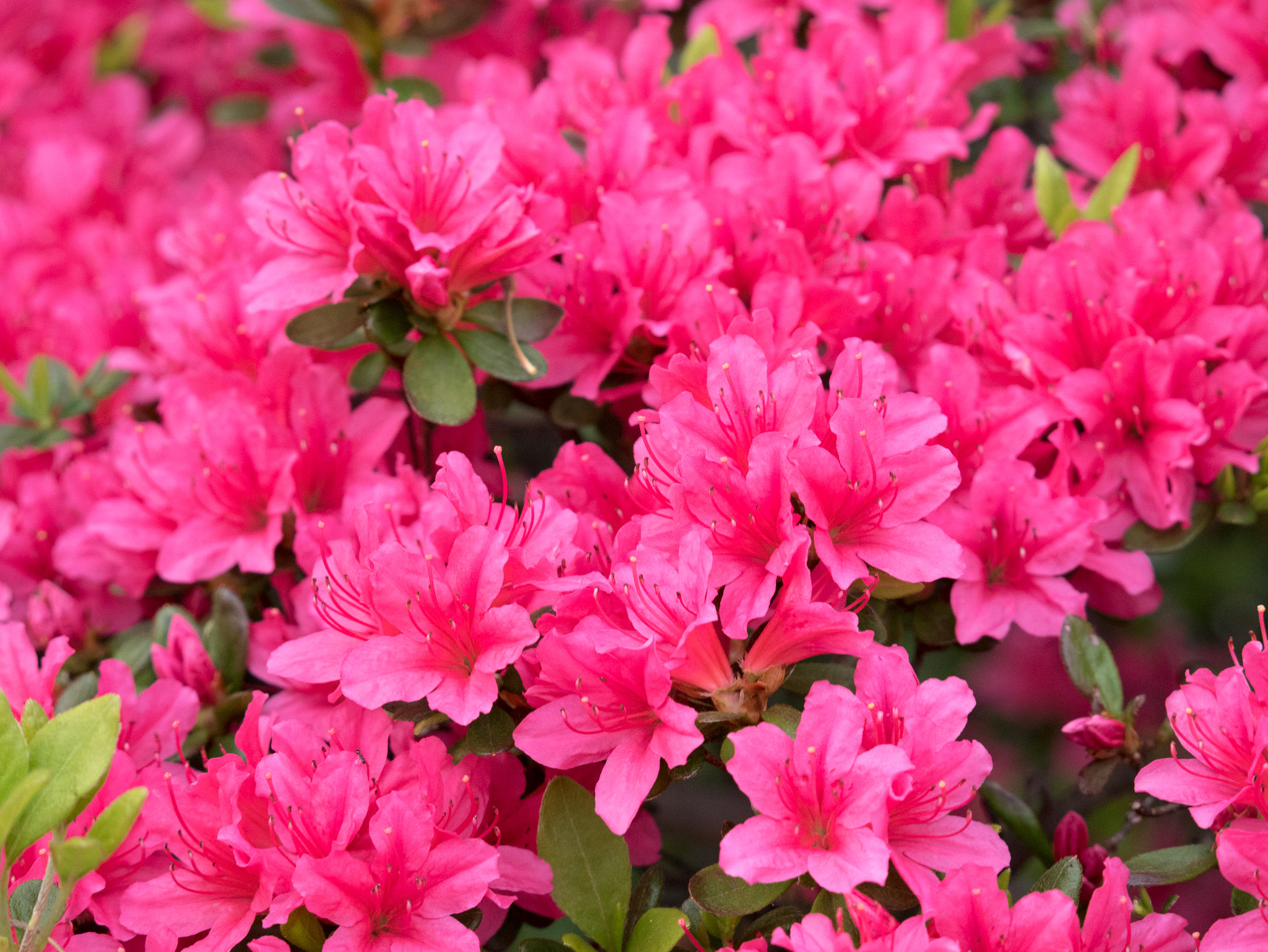 Panasonic Lumix DMC-GM5 sample photo. Spring time in tokyo photography