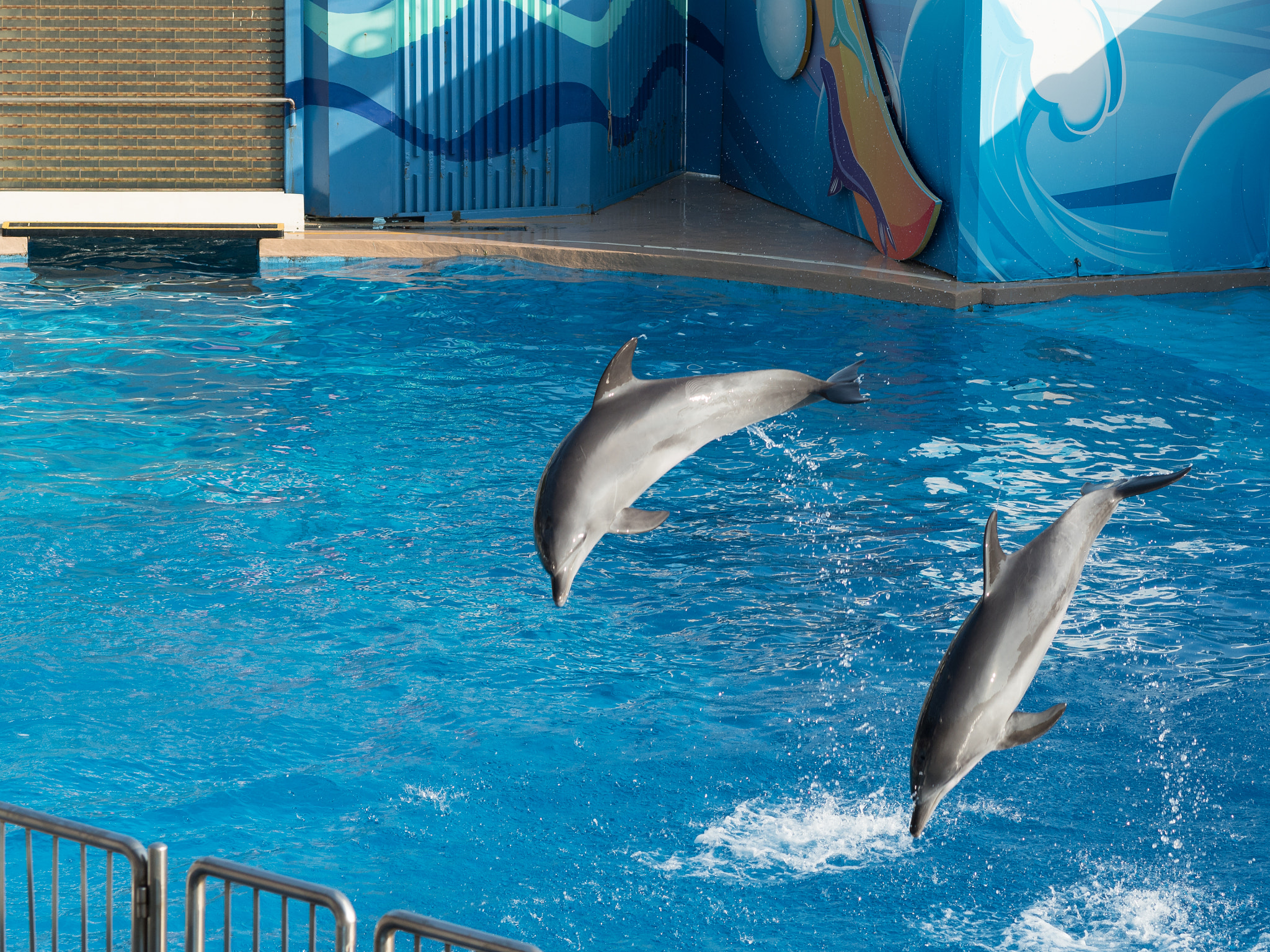 Olympus M.Zuiko Digital ED 75mm F1.8 sample photo. Dolphins photography