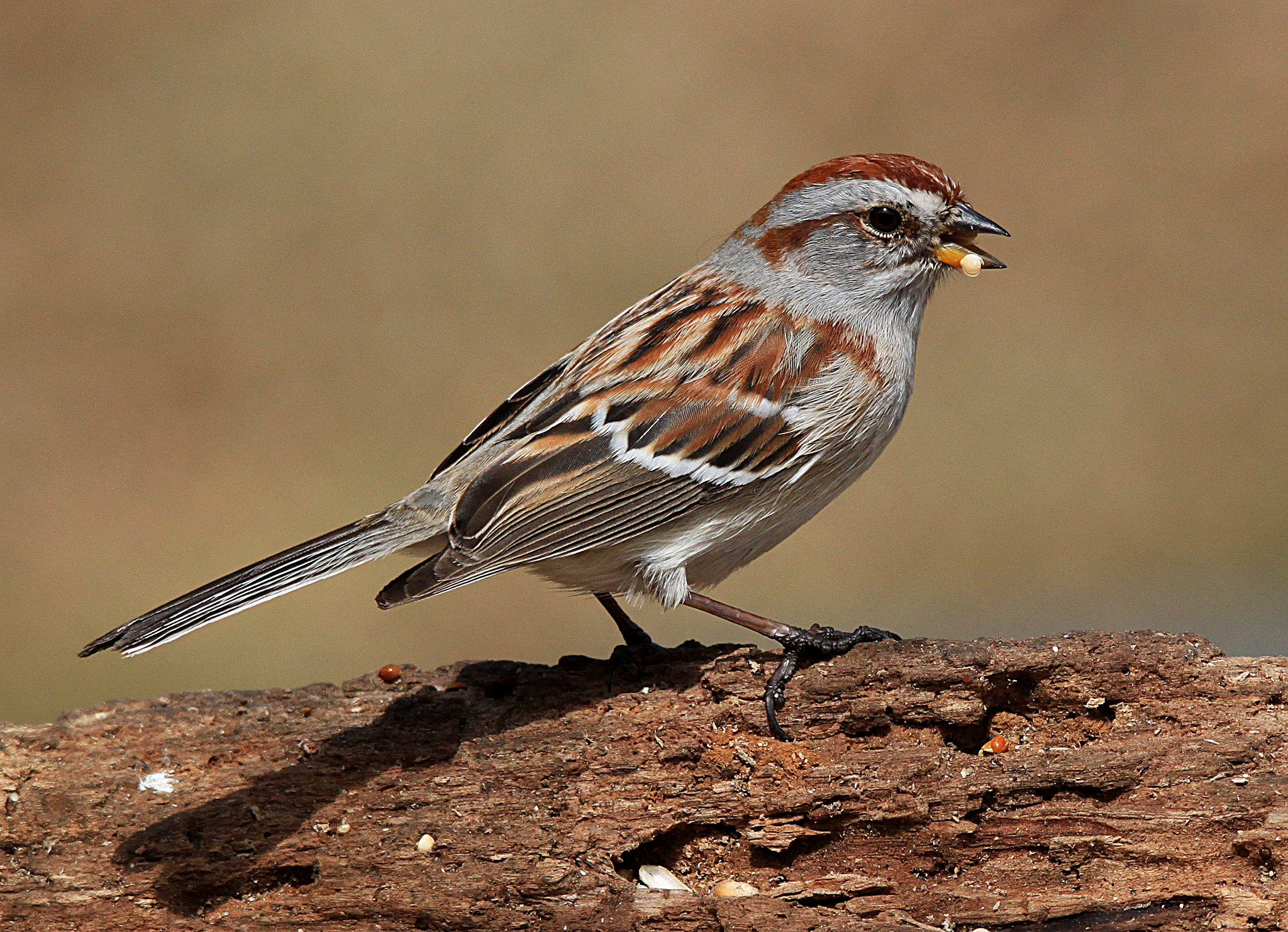 Sigma 150-500mm F5-6.3 DG OS HSM sample photo. Sparrow with seed photography